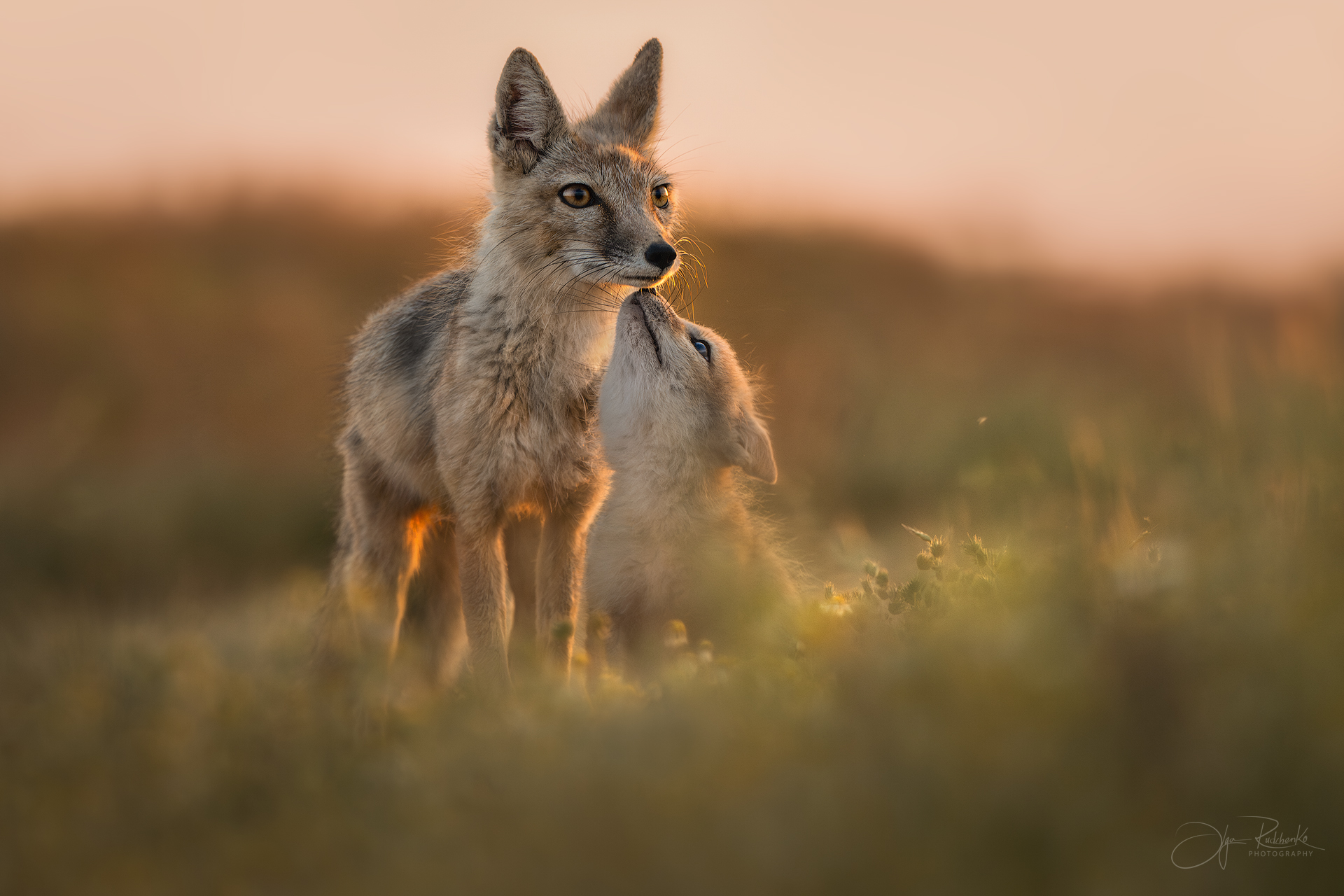 корсак, калмыкия, степная лиса, корсачонок, дикая природа, wildanimals, корсачата, vilpus corsac, corsac, корсаки, маныч, маныч-гудило, черные земли, Рудченко Ольга