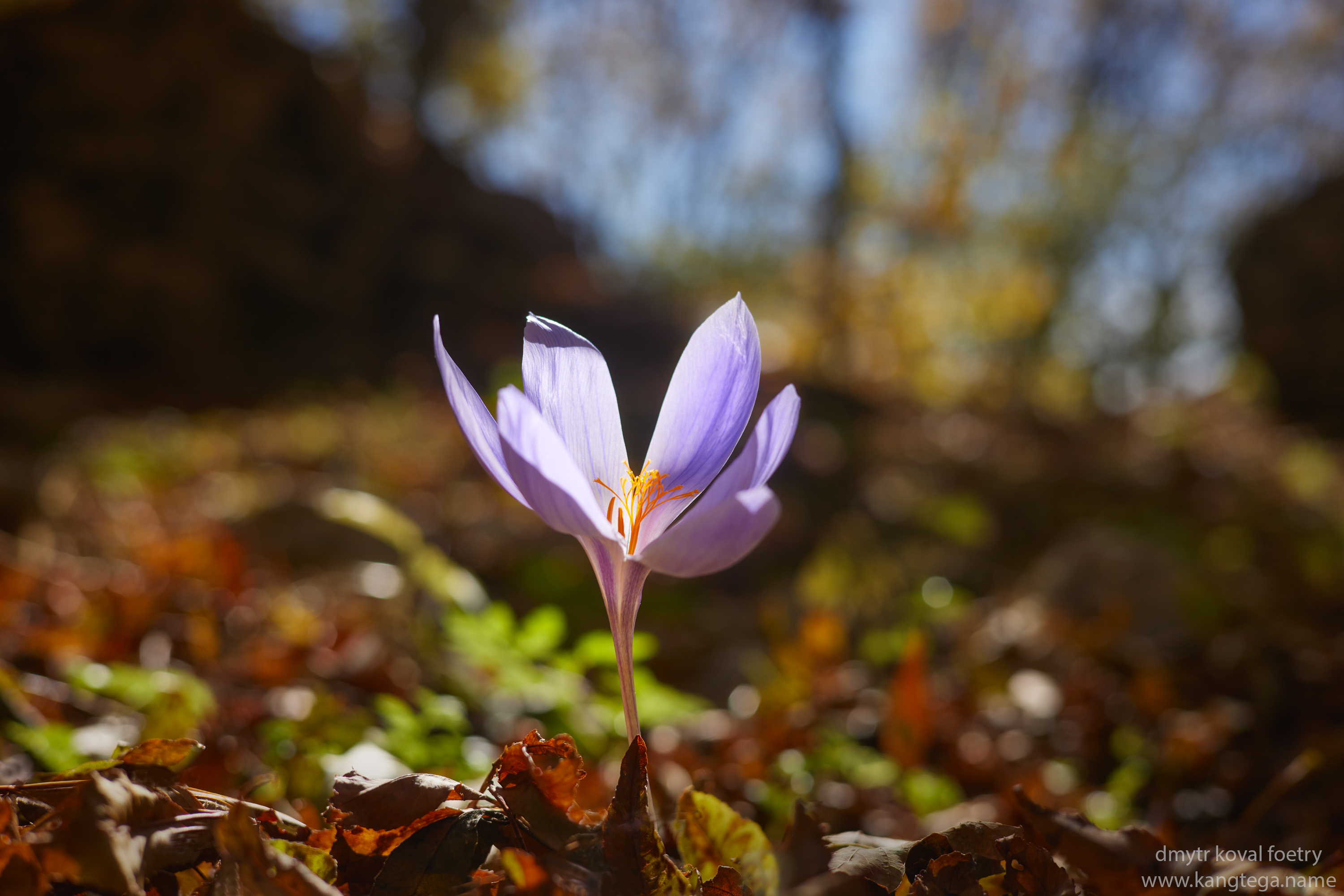 пейзажемагьё, пейзаж-как-виденье, Коваль Дмитр
