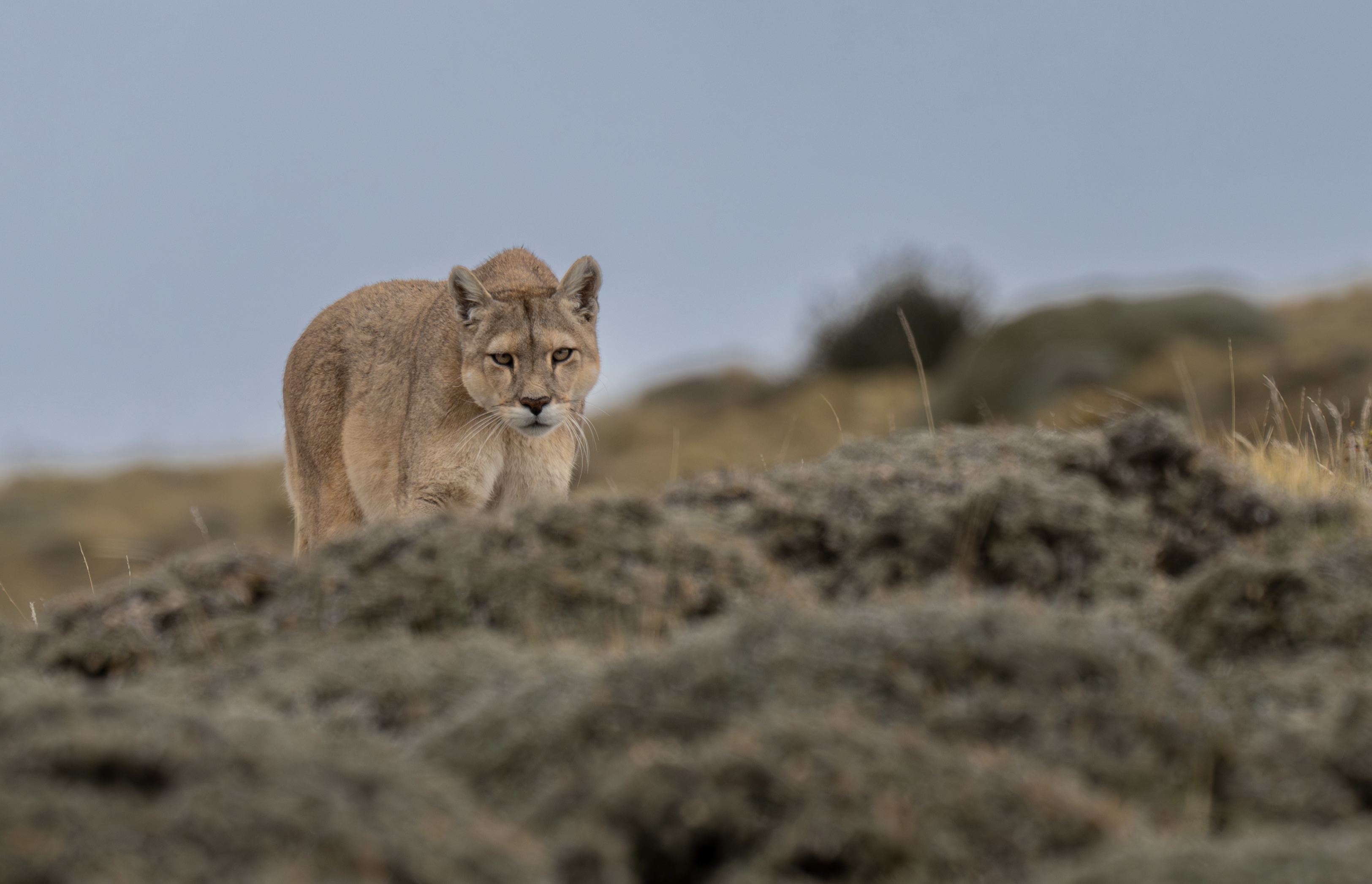 , Владимир Цветов