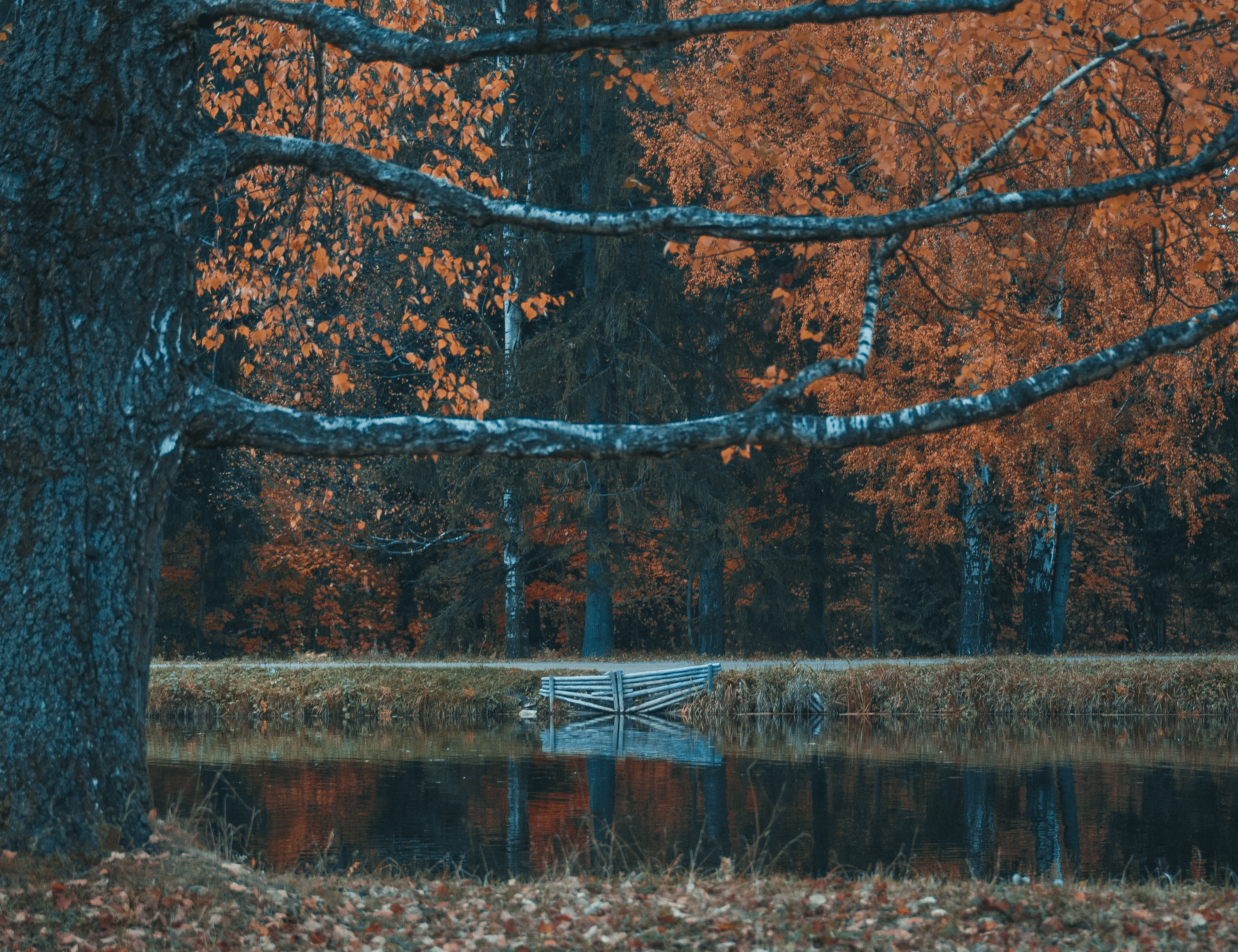 берёза, берёзы, вода, пруд, парк, павловск, Владимир Кедров