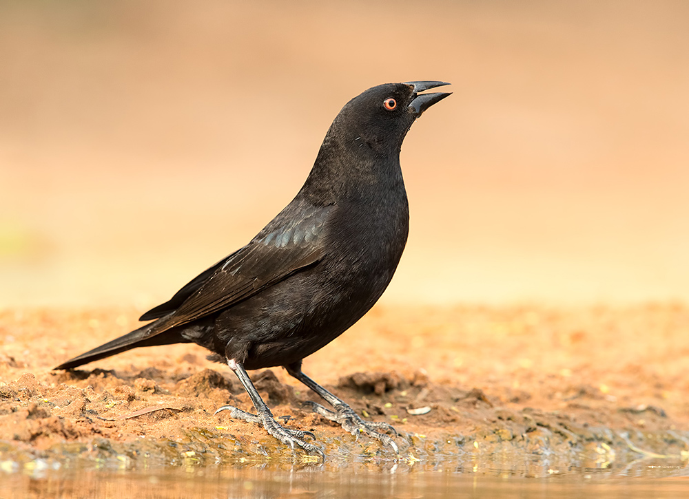 bronzed cowbird, красноглазый коровий трупиал,  трупиал, texas, Etkind Elizabeth