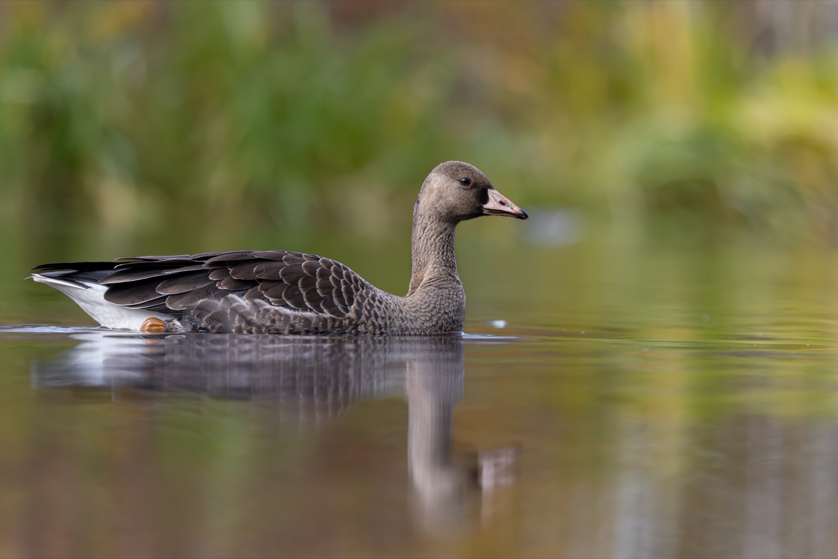 гусь, белолобый гусь, птицы, Ruslan Pl