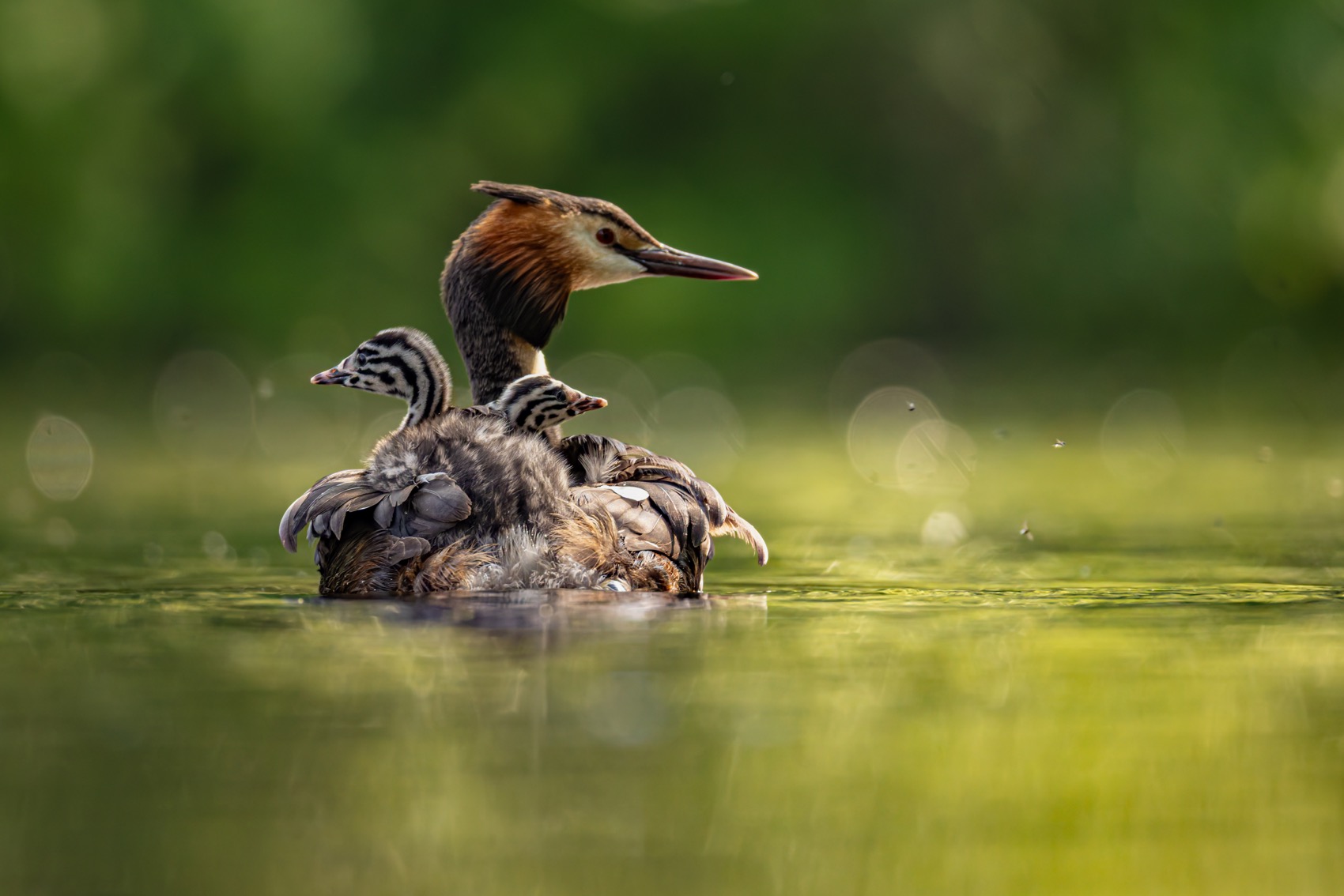 чомга, птенцы, птицы, поганка, большая поганка, Ruslan Pl
