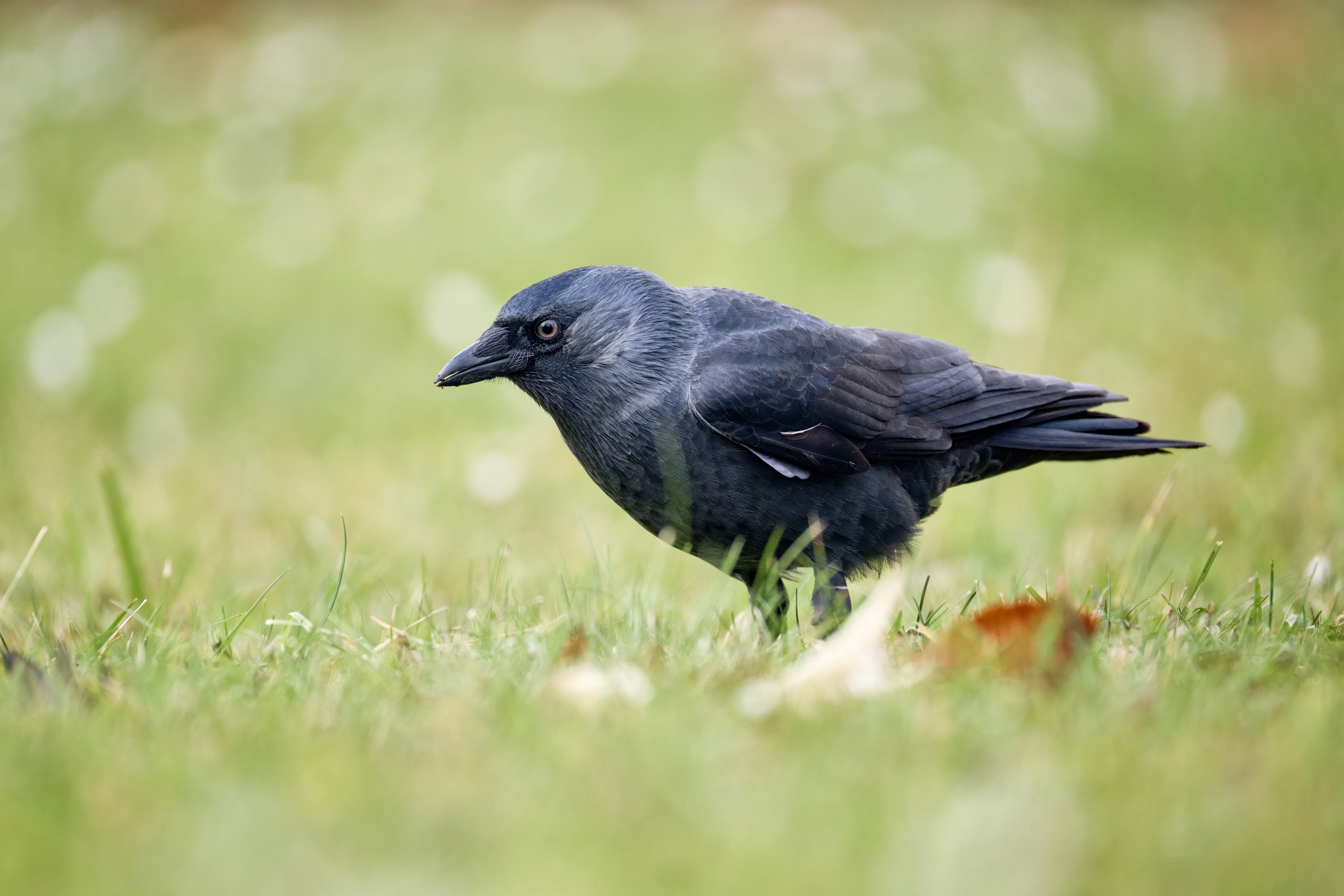 , ssmirs Сергей