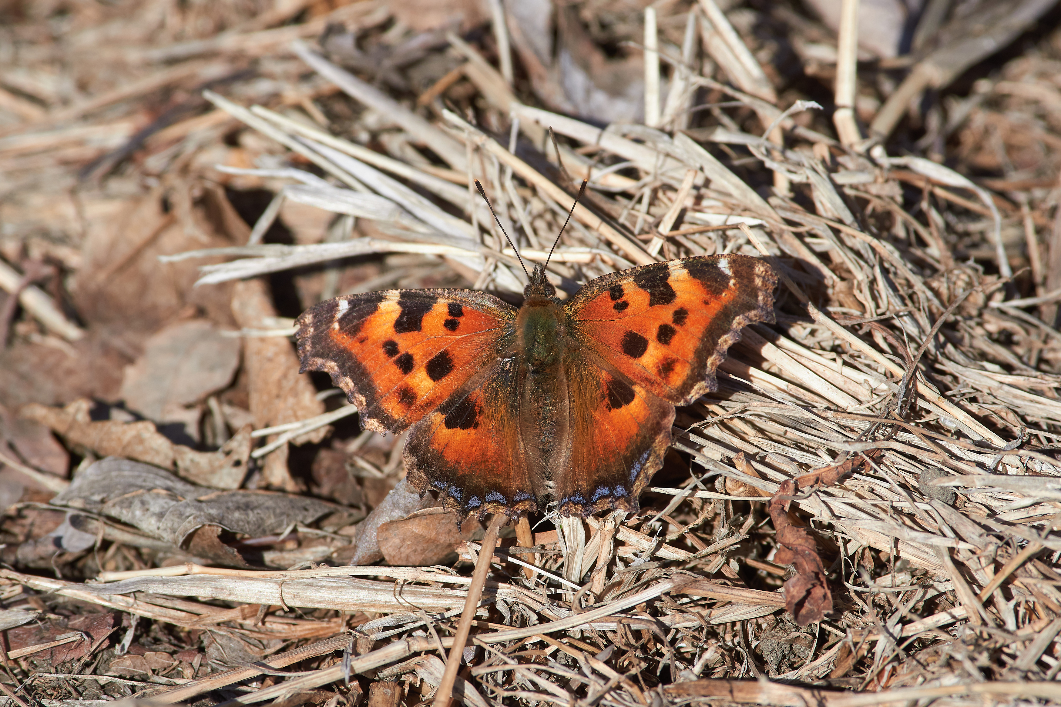 Многоцветница Чёрно-Рыжая, Nymphalis xanthomelas,, Павел Сторчилов