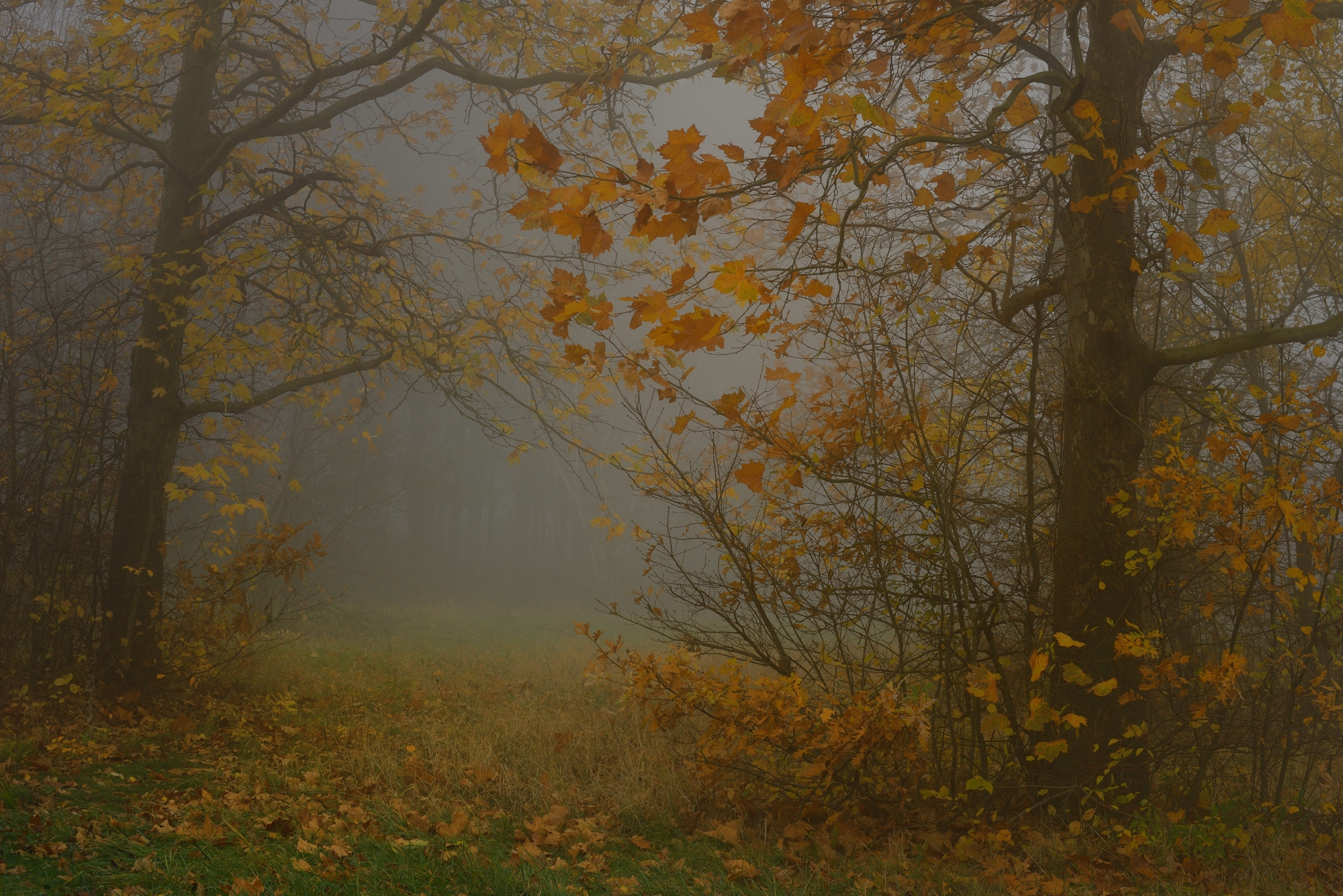осень листва утро лес туман, Александр Жарников