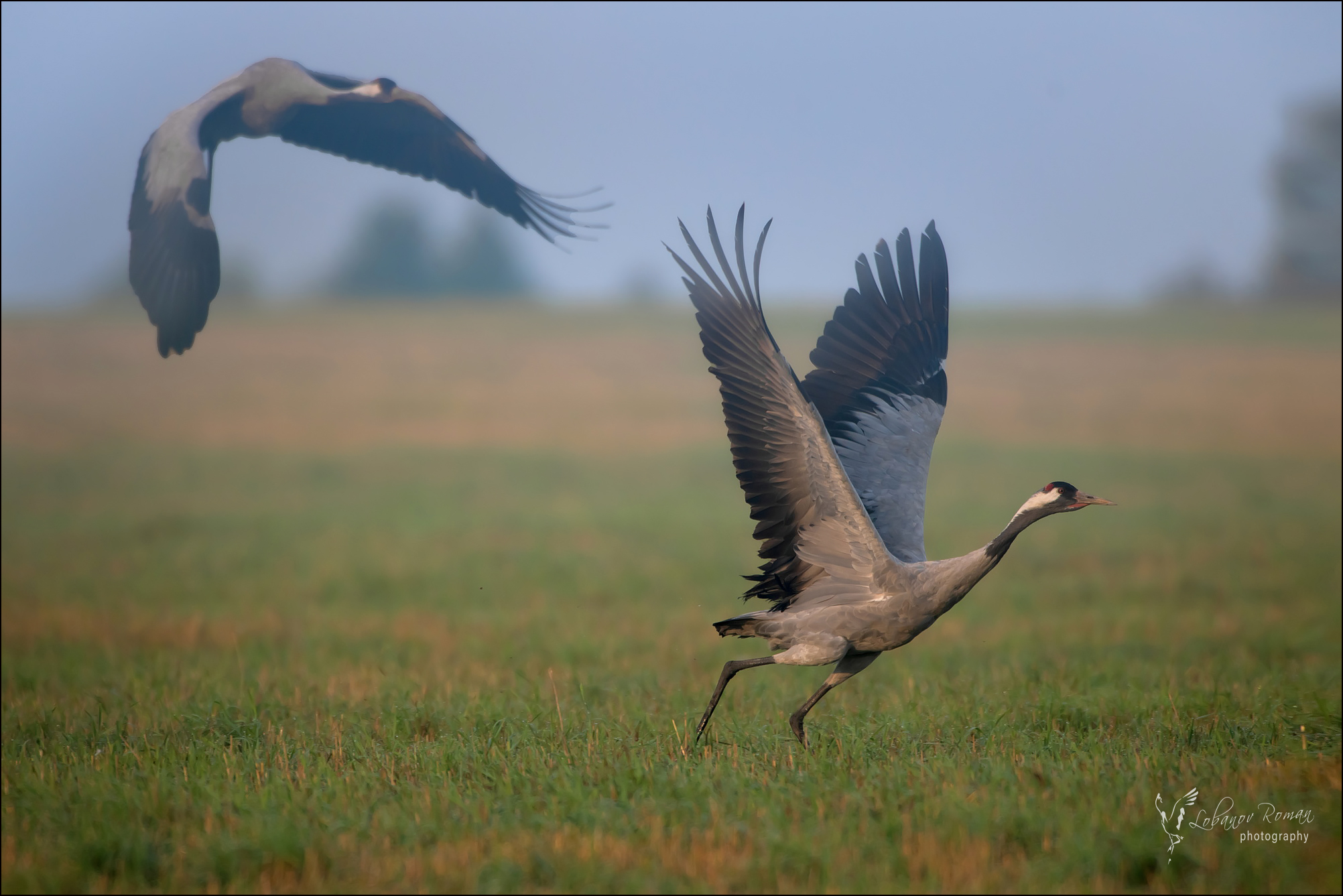 Журавль Серый Пересвет Лобанов , Лобанов Роман
