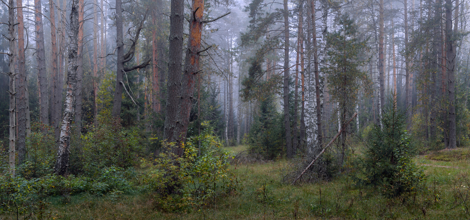 утро туман лес сентябрь серково вязниковский р-он, Алексеев Дмитрий