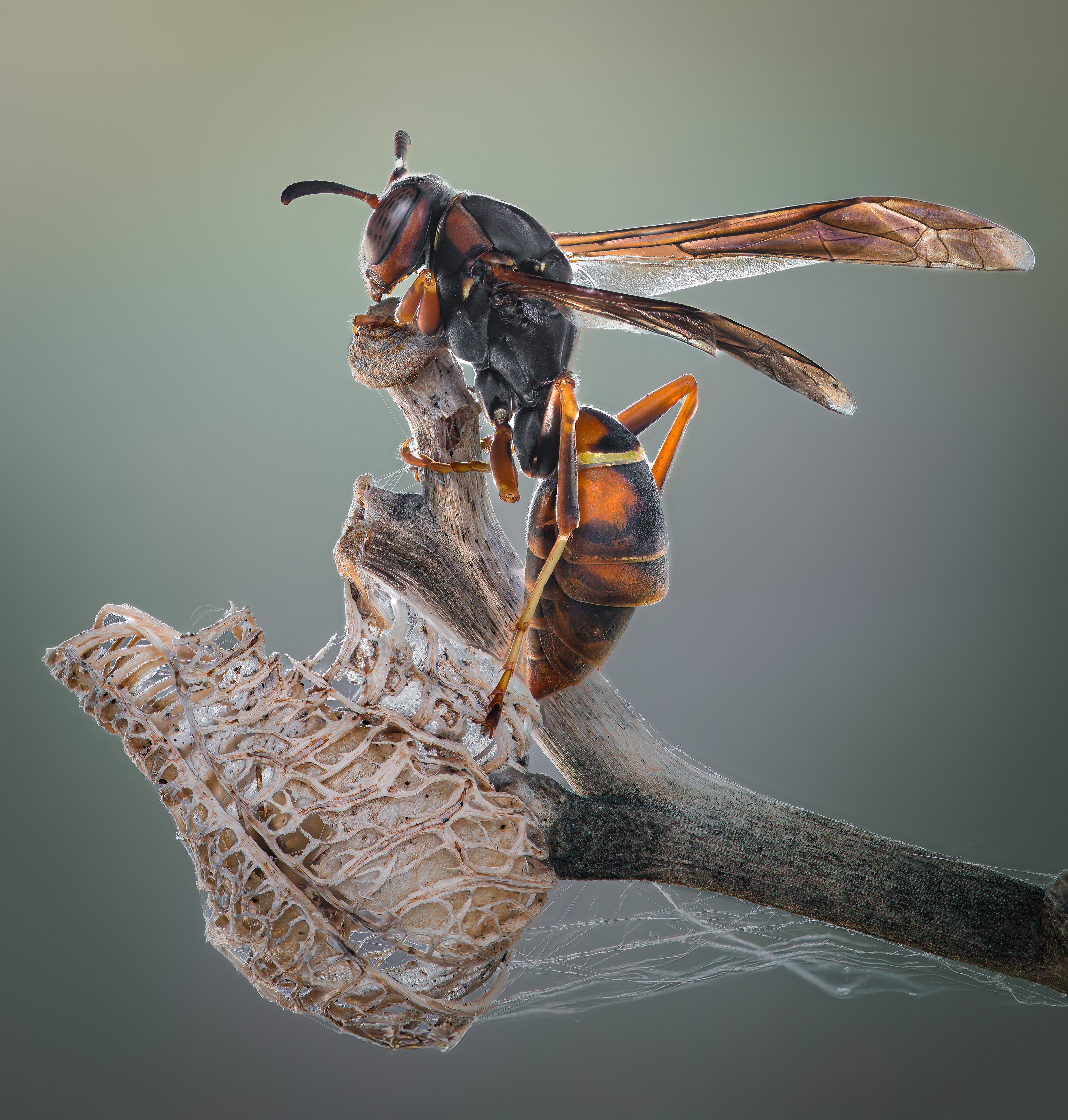 wasp, insect, macro, nature, wild, insects, bee,, Atul Saluja