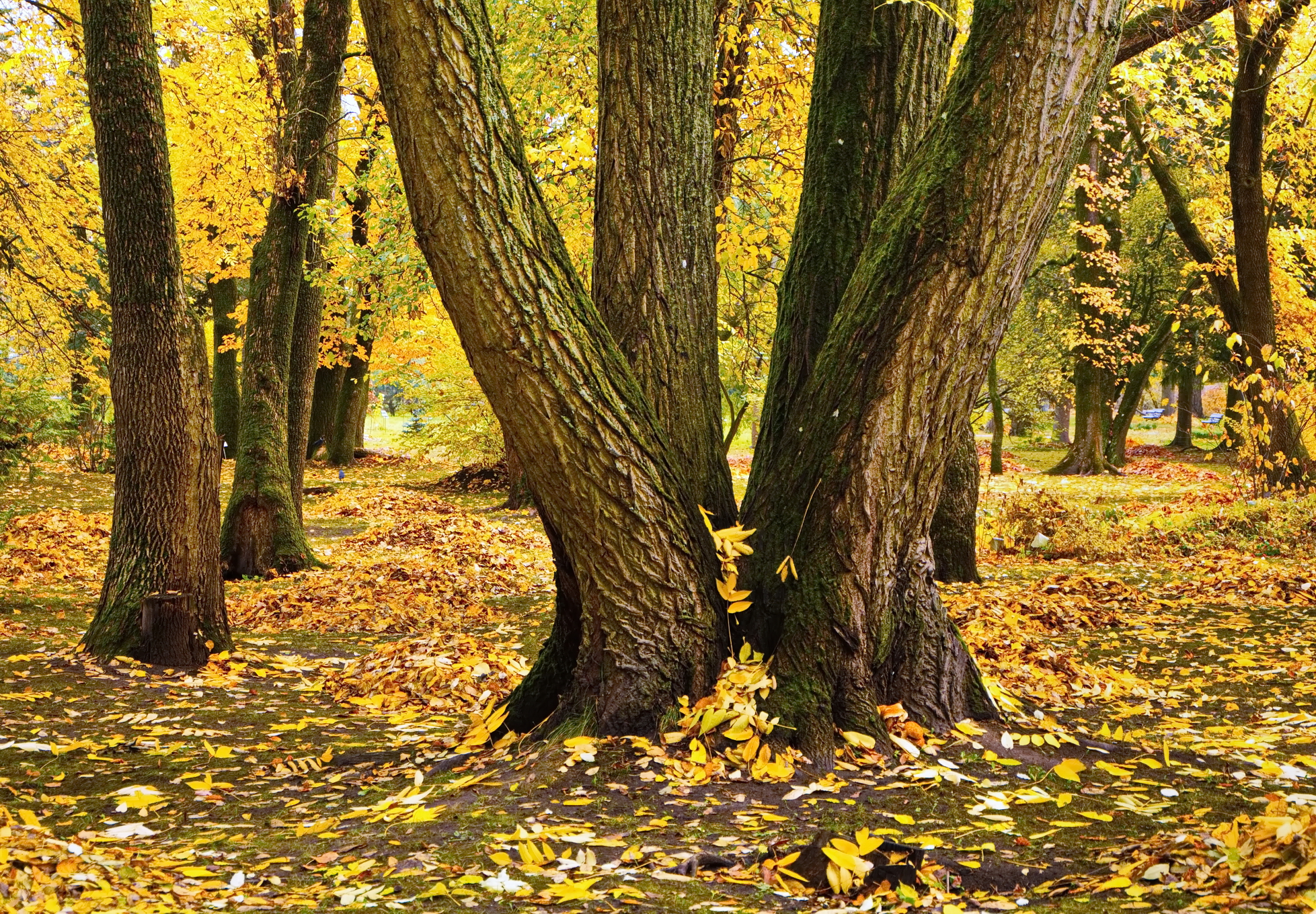 осень, витебск, Виктор Гурков