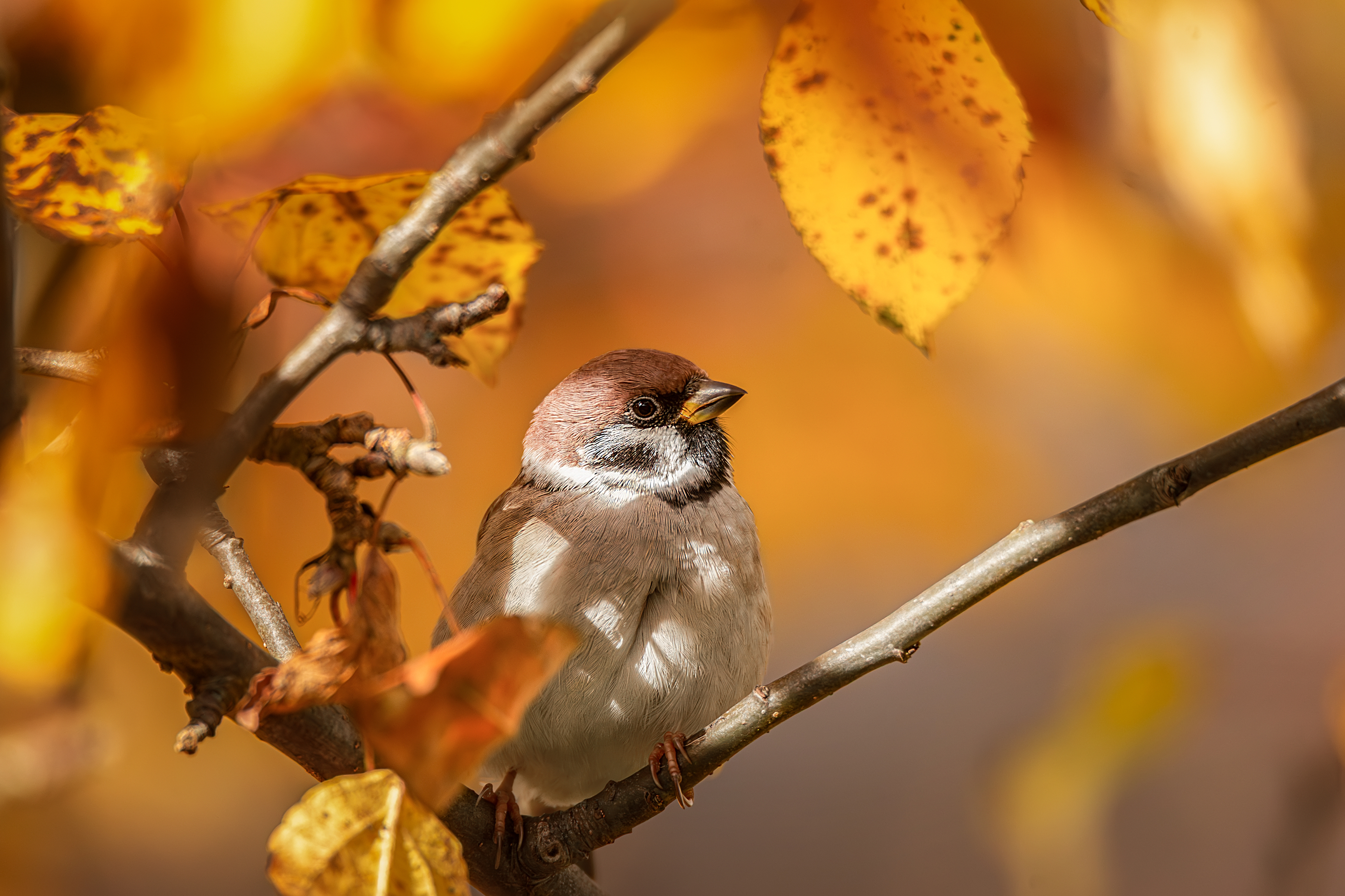 , Корнеев Алексей