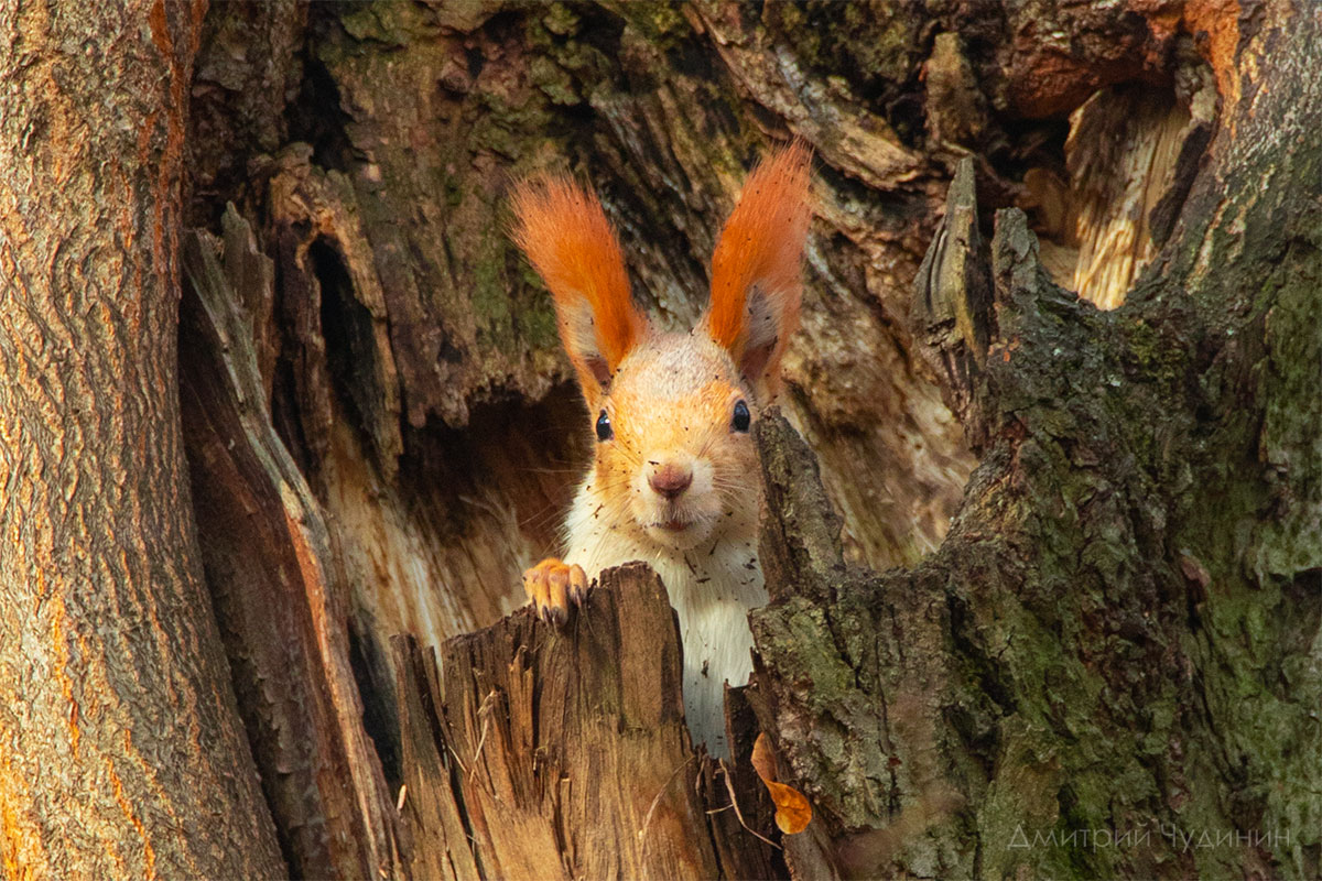 , Чудинин Дмитрий