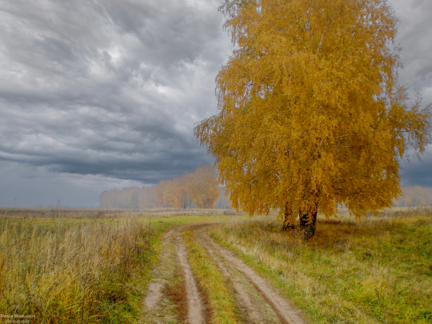 nature, природа, autumn, осень, лес, forest, Denis Romanov