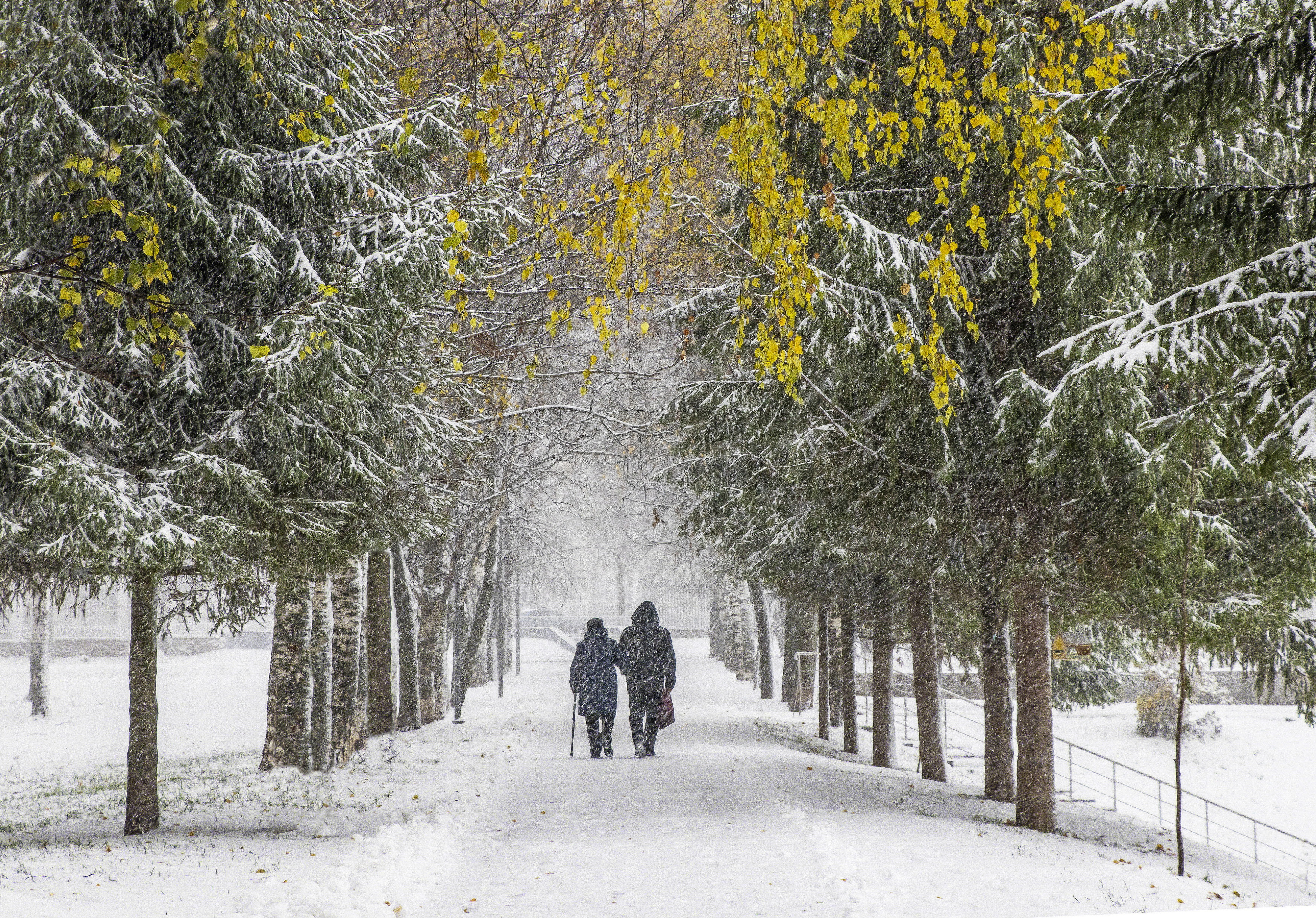 киров, парк им.кирова, осень, снегопад, аллея, галина новинская