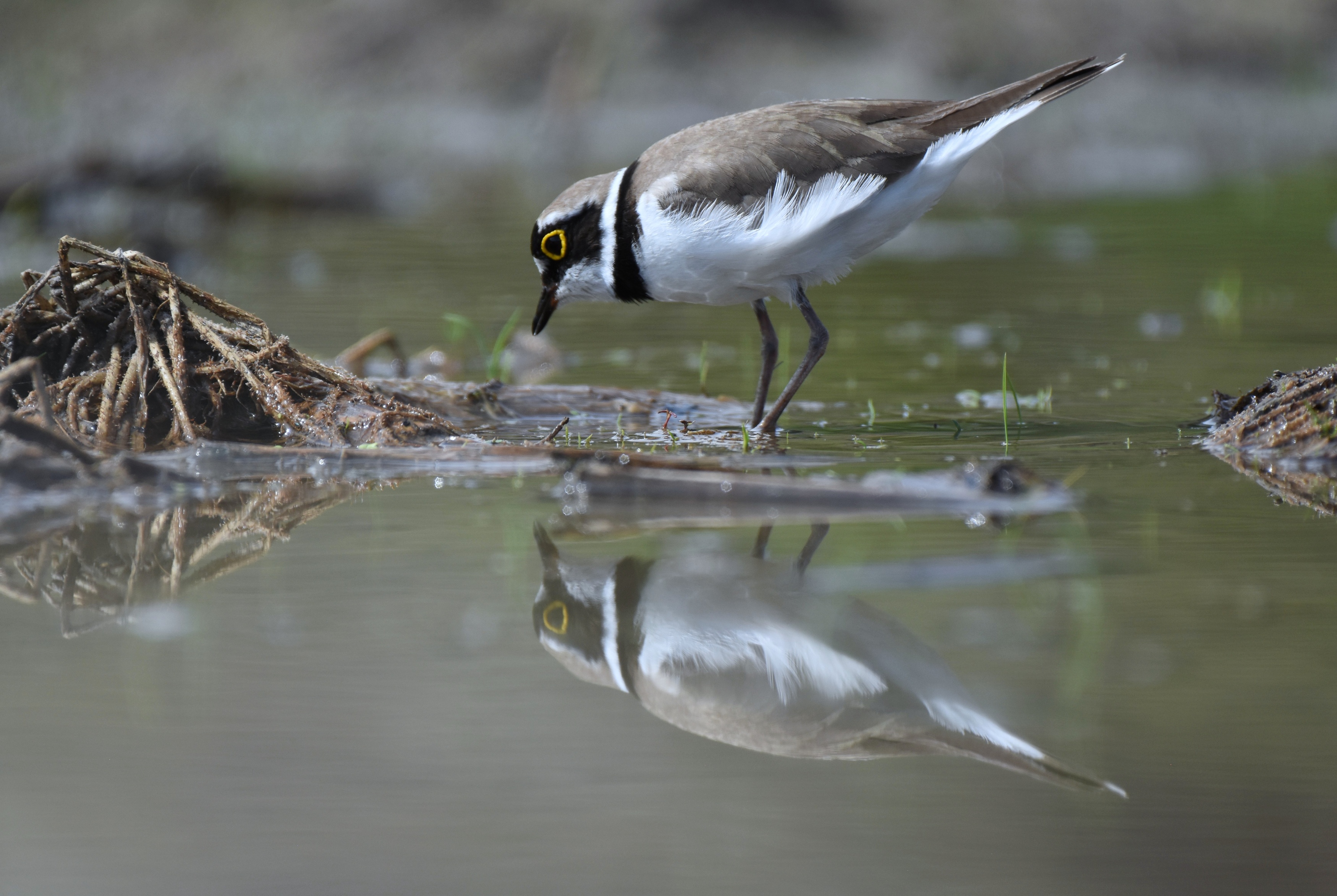 , Герчев Николай