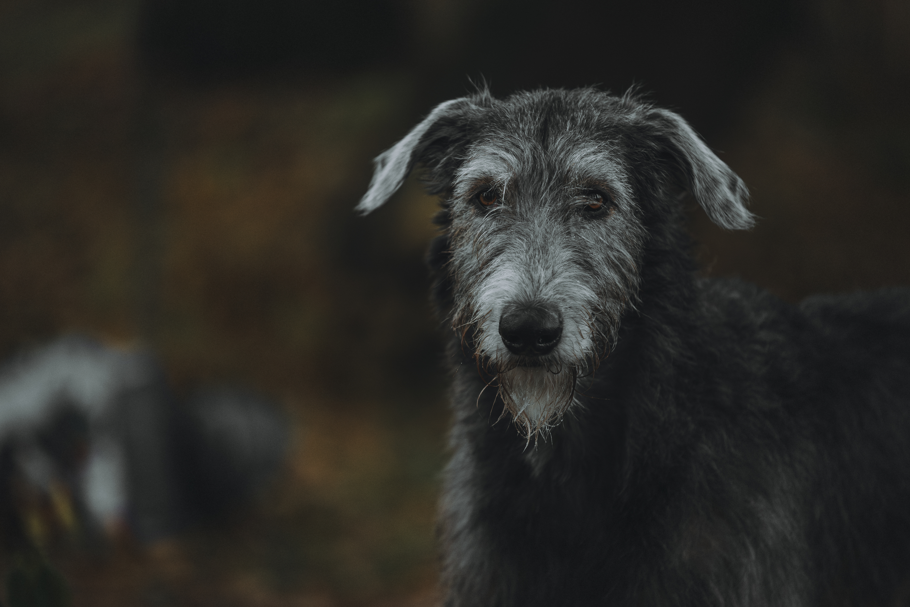 , Мороз Ирина