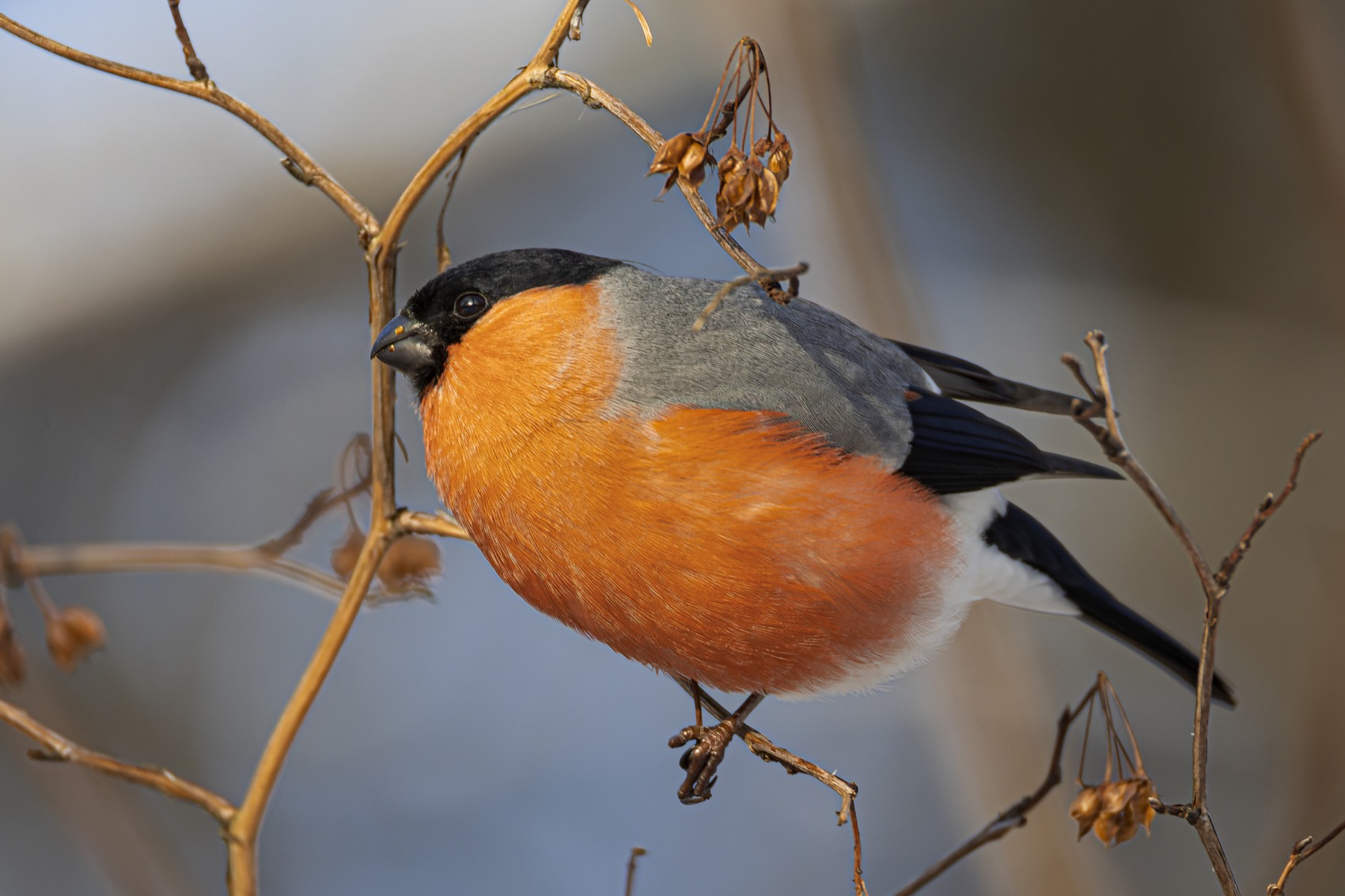снегирь, птицы, зима, Ruslan Pl