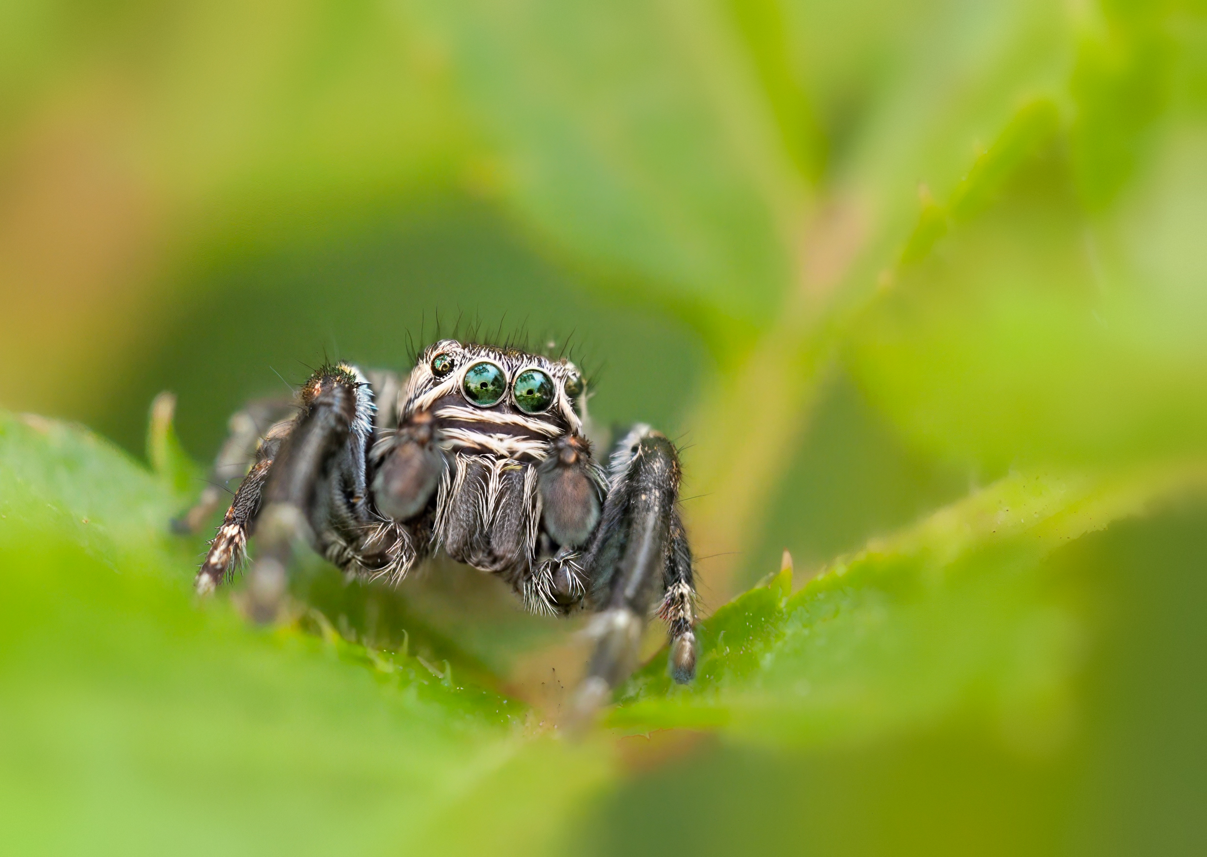 макро паук насекомое, Олег Тыркин