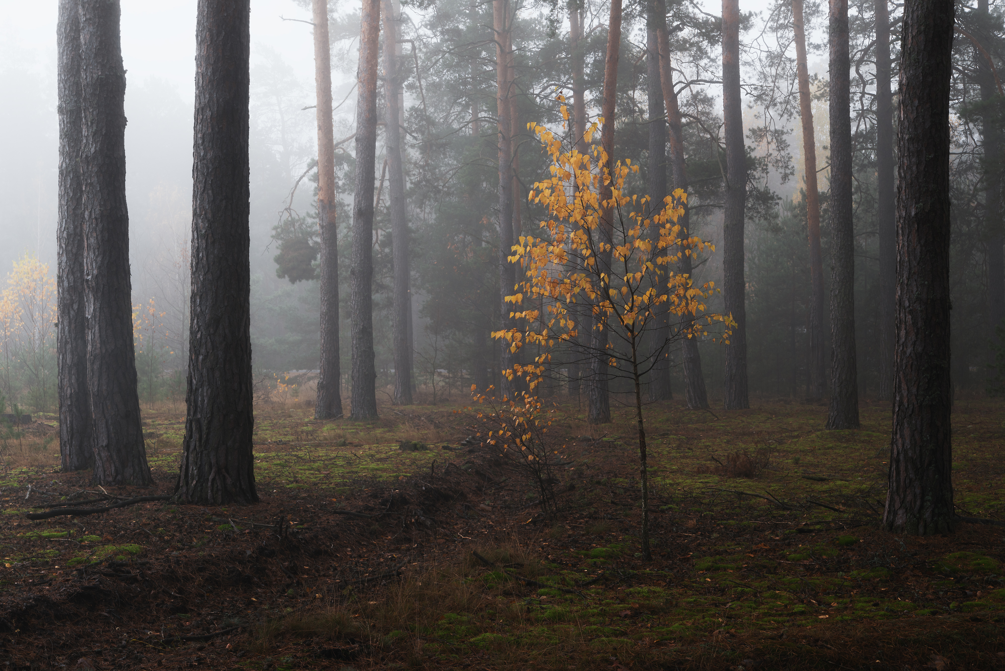 , Дмитрий Захаров