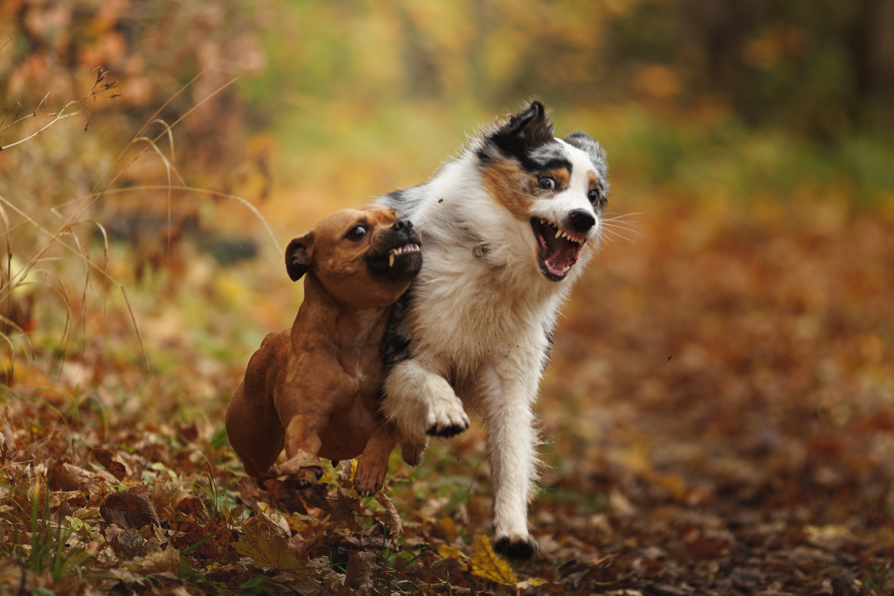 , Шерскова Мария