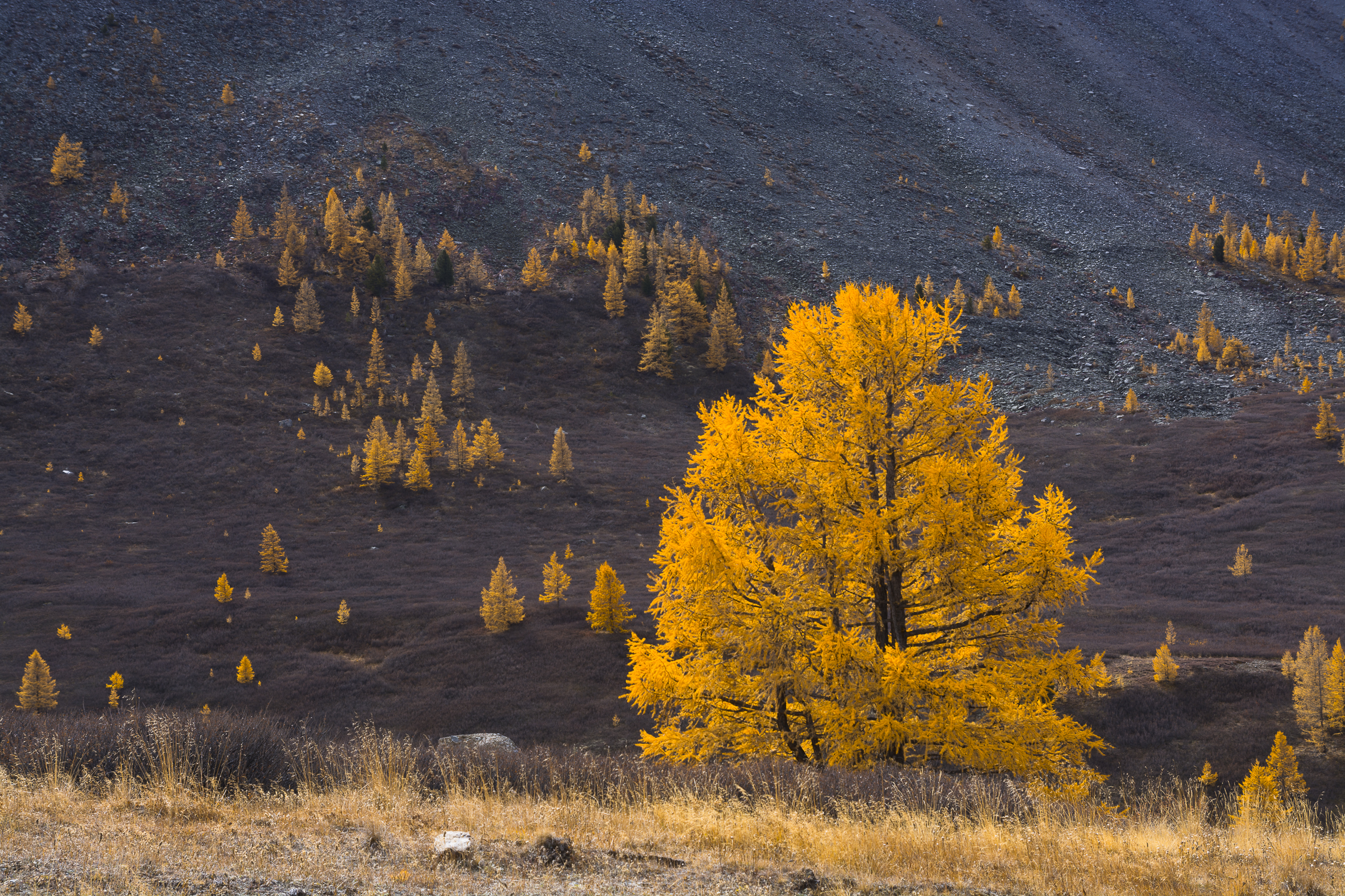 россия, горный алтай, лиственницы, осень, Андрей Поляков