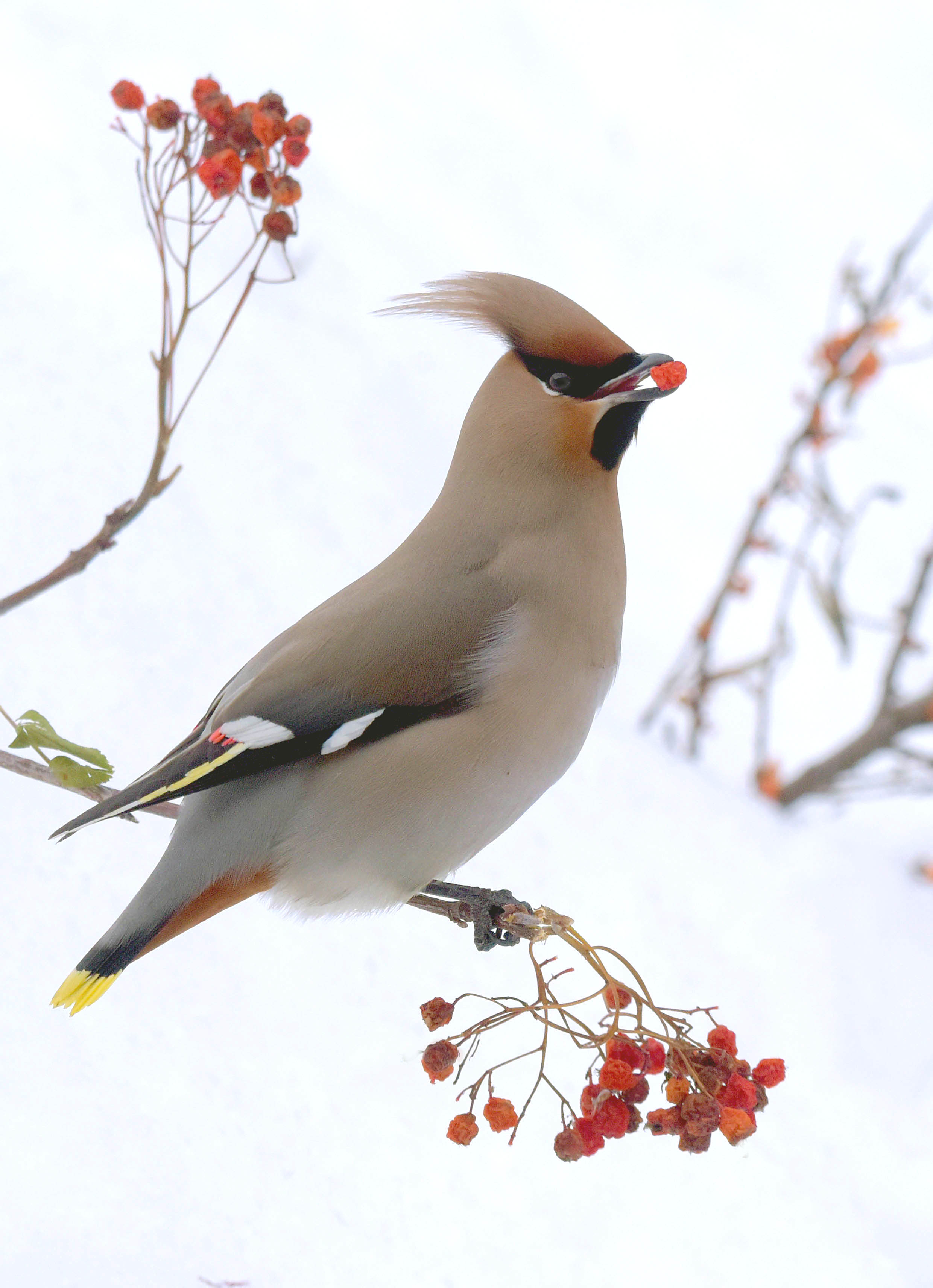 , Белоусов Михаил