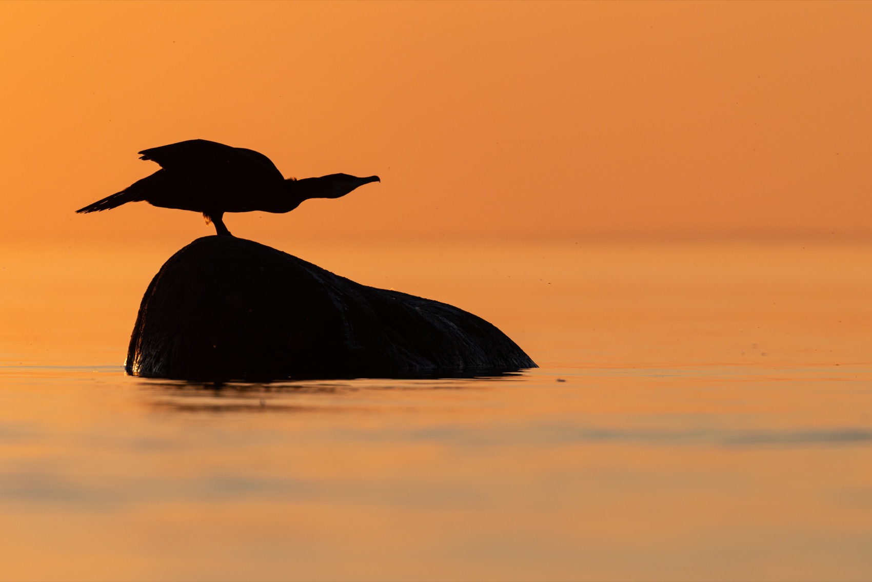 баклан, балтика, финский залив, птицы, Ruslan Pl