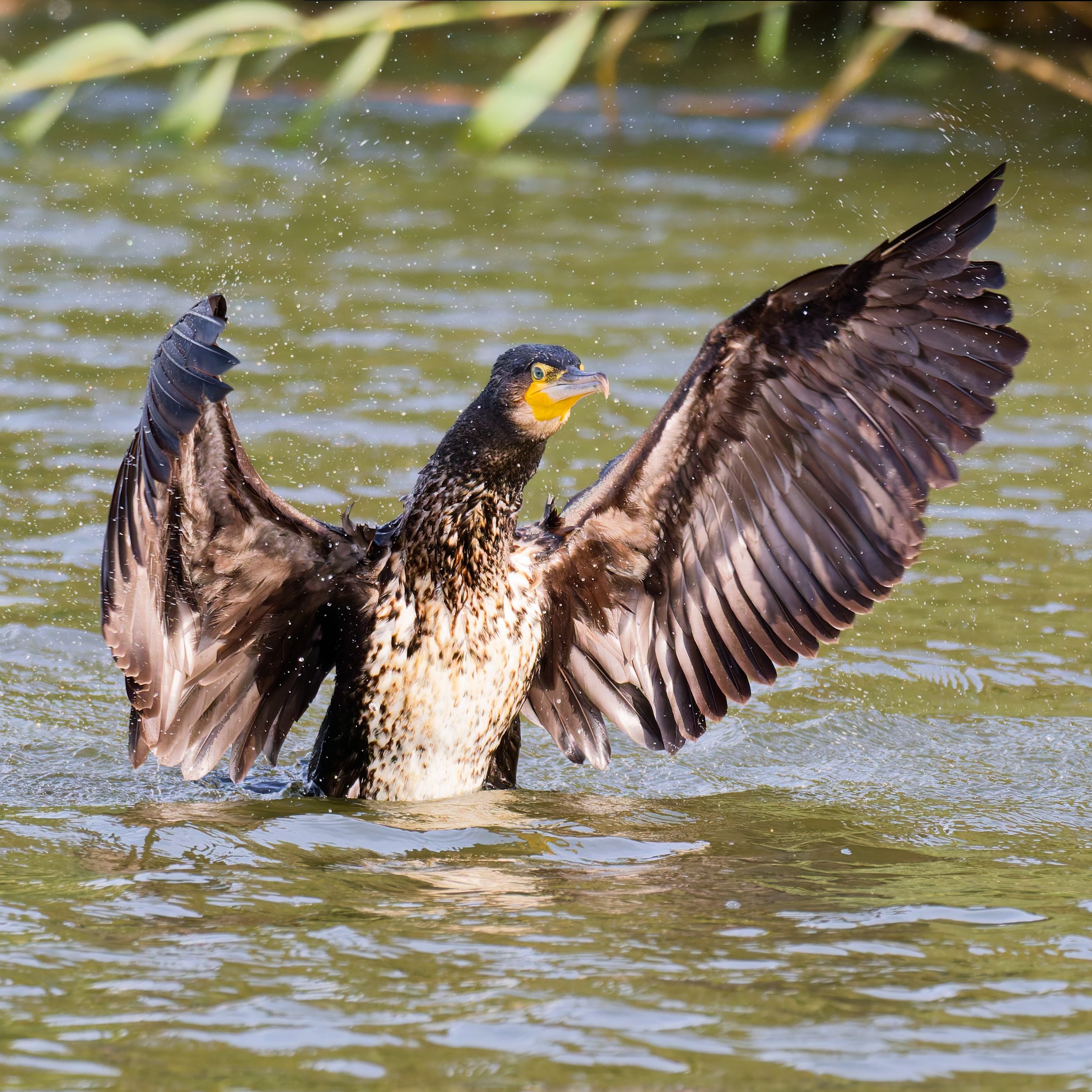 большой, баклан, Игорь Кук