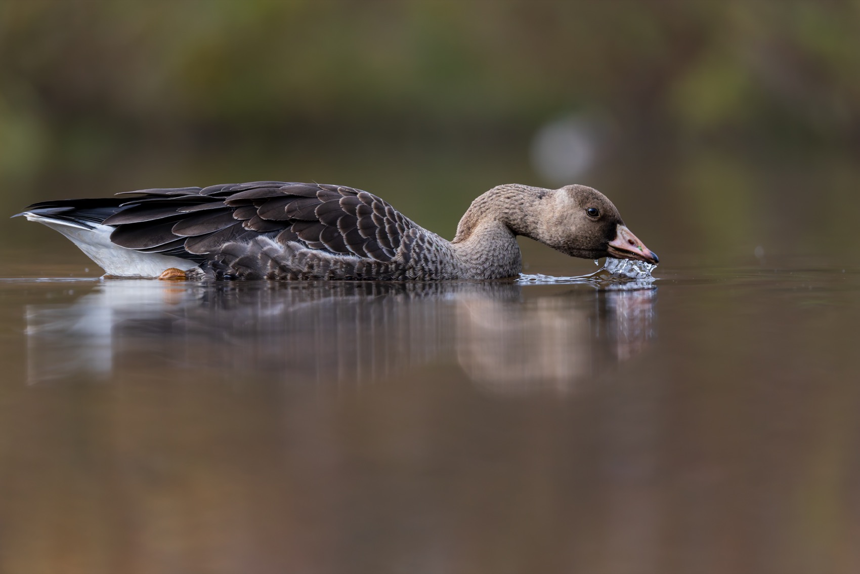 гусь, белолобый гусь, птицы, Ruslan Pl