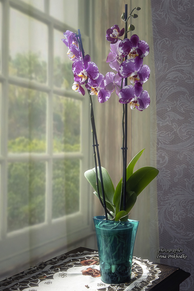 натюрморт, цветы, орхидеи, фаленопсис, Приходько Ирина