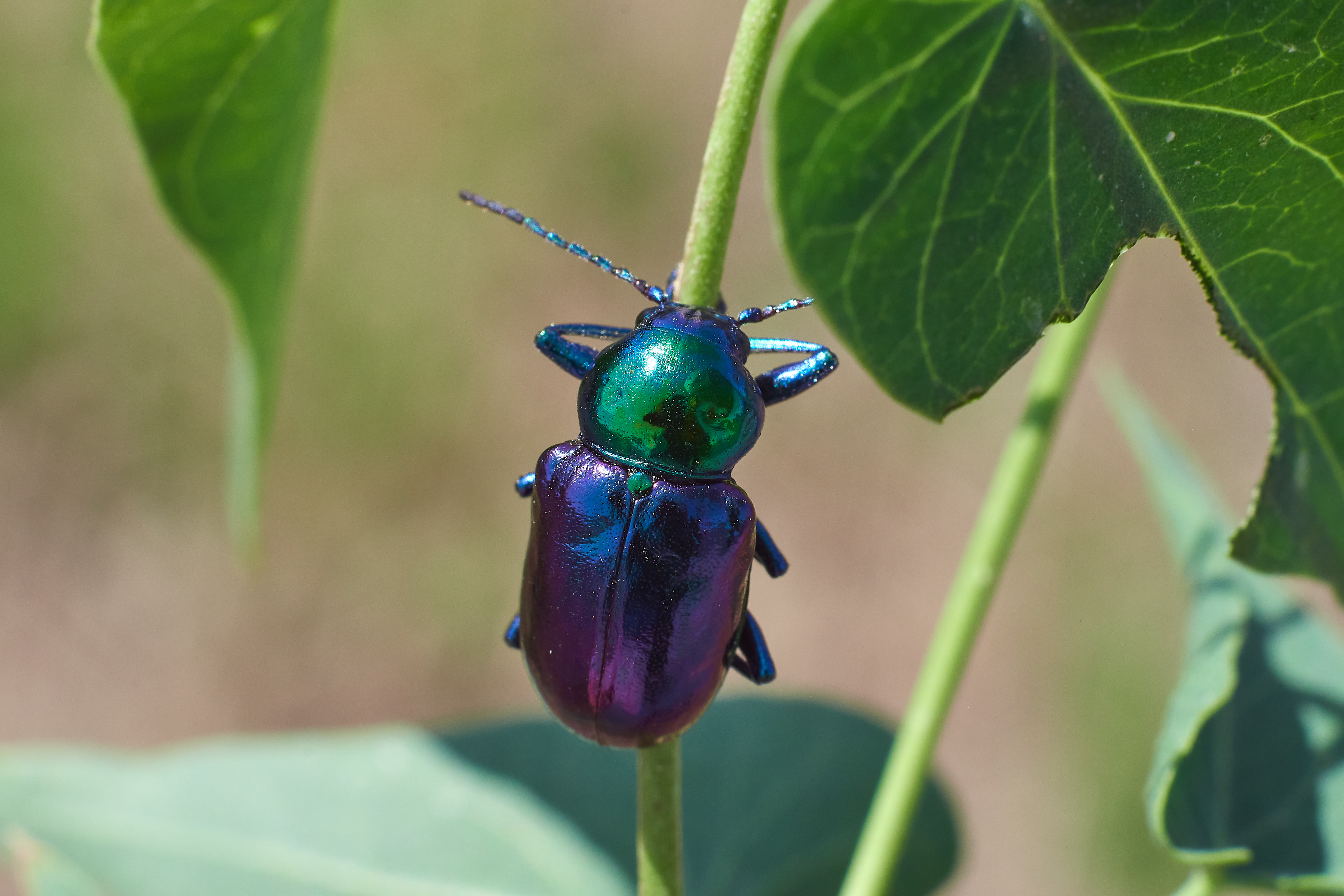 азиатский листоед, жук, , Павел Сторчилов