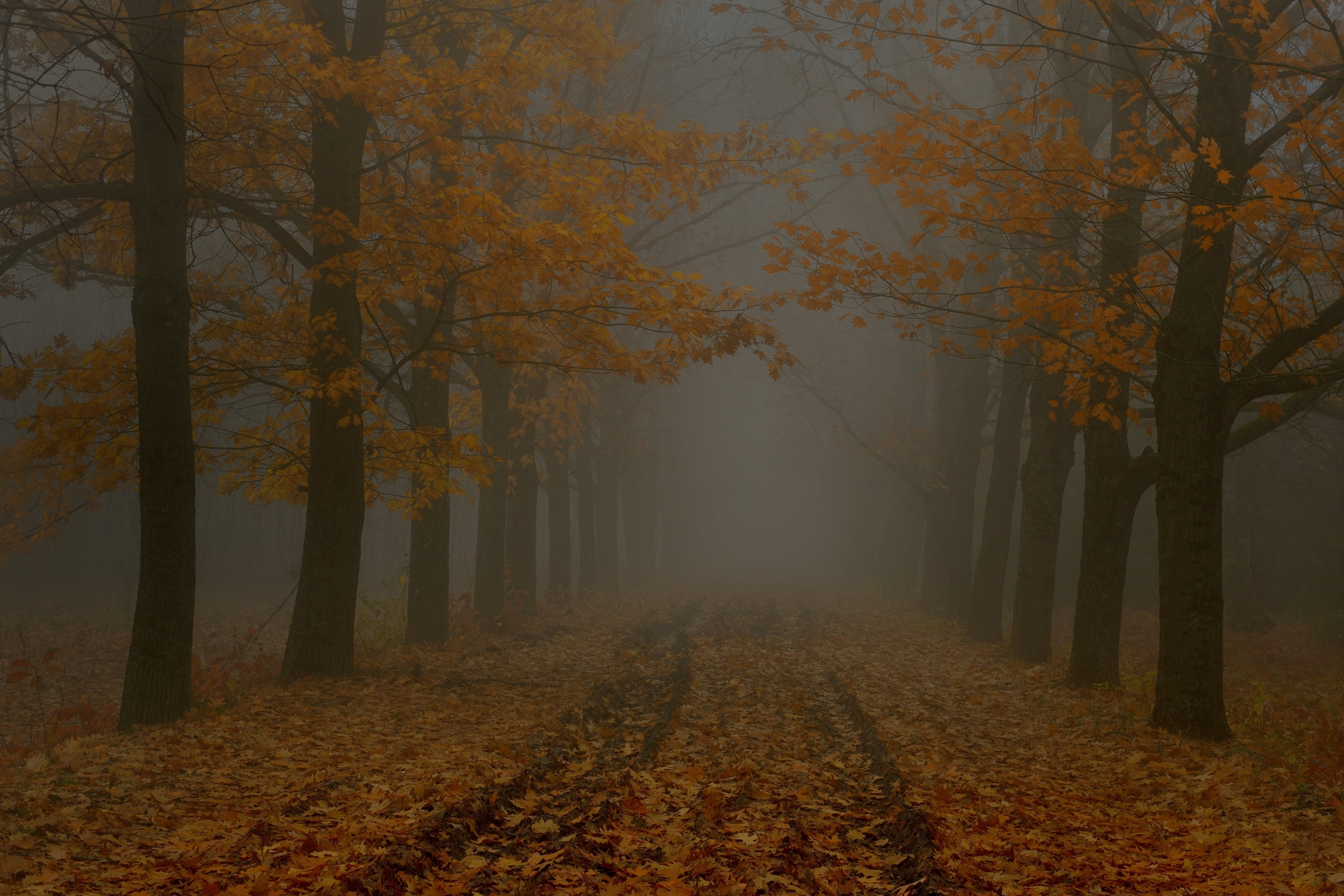 осень листва утро туман дорога, Александр Жарников