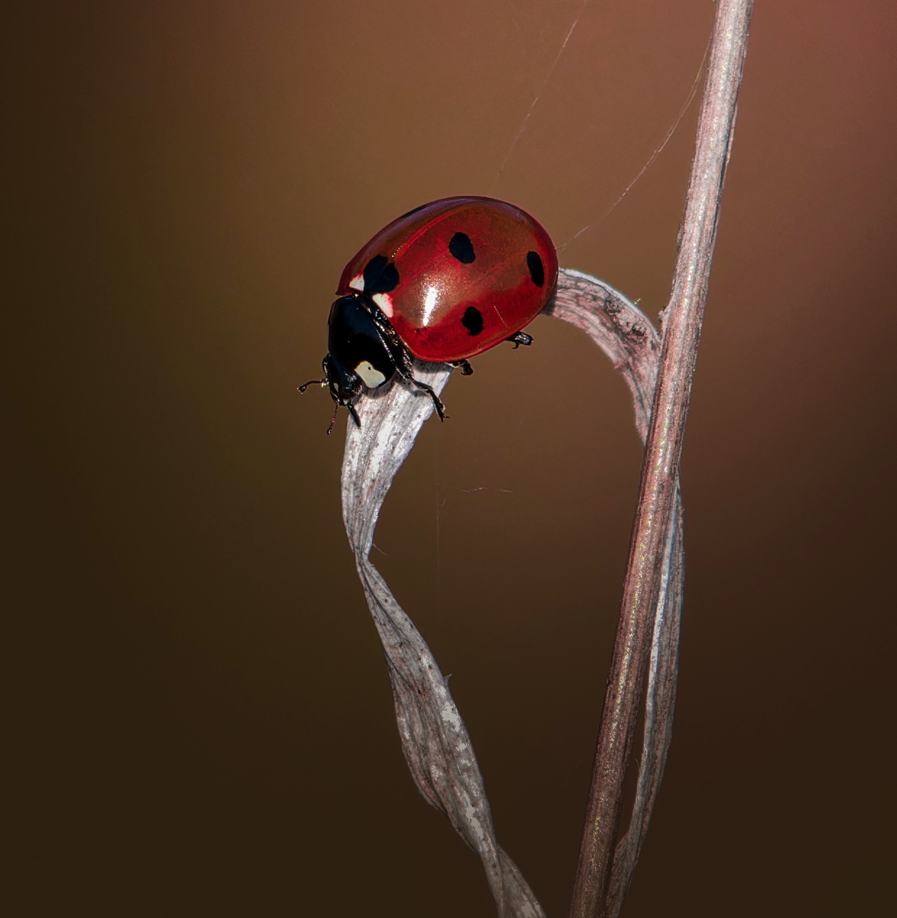 , Фото Александр