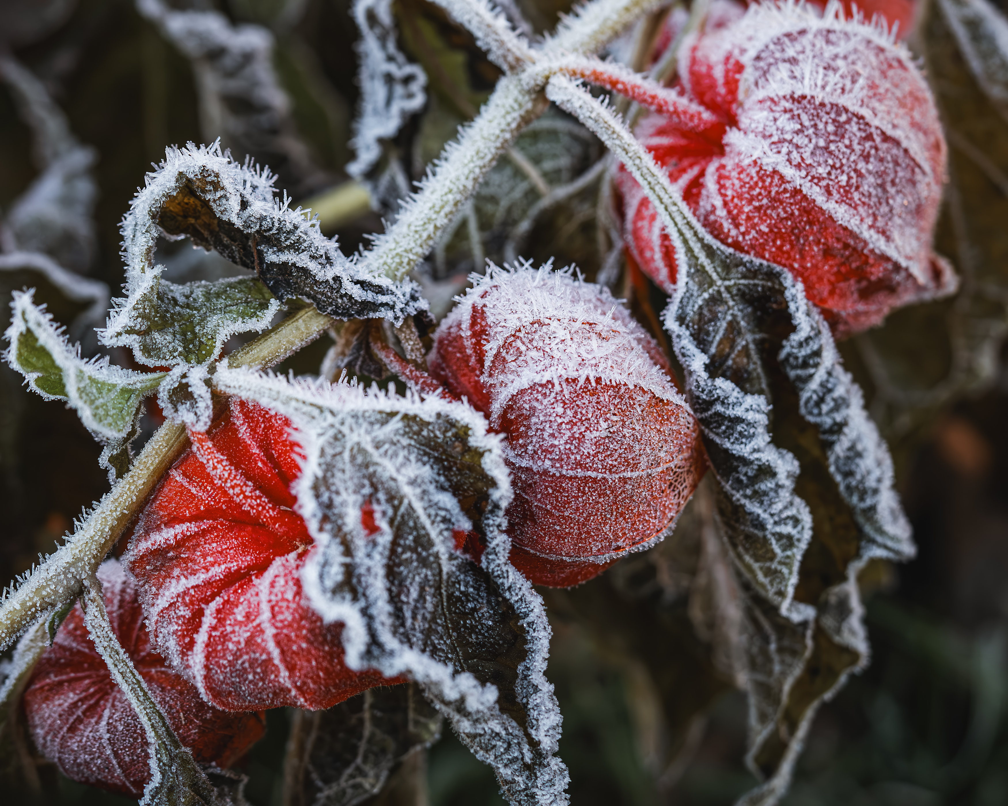 Мороз осень физалис зимаблизко макро, Ворожцова Марина