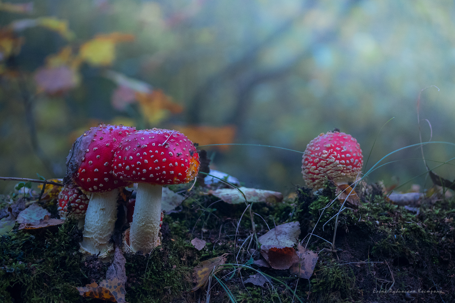 мухомор, мухоморы, грибы, лес, Елена Рубинская