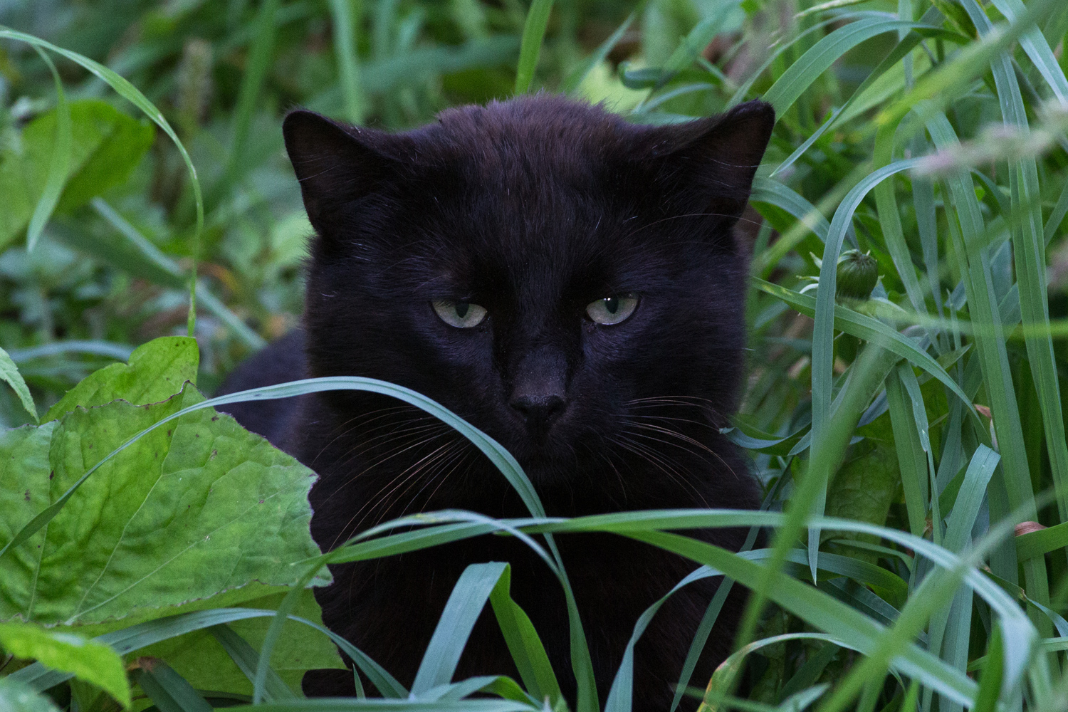 , Алексеев Сергей