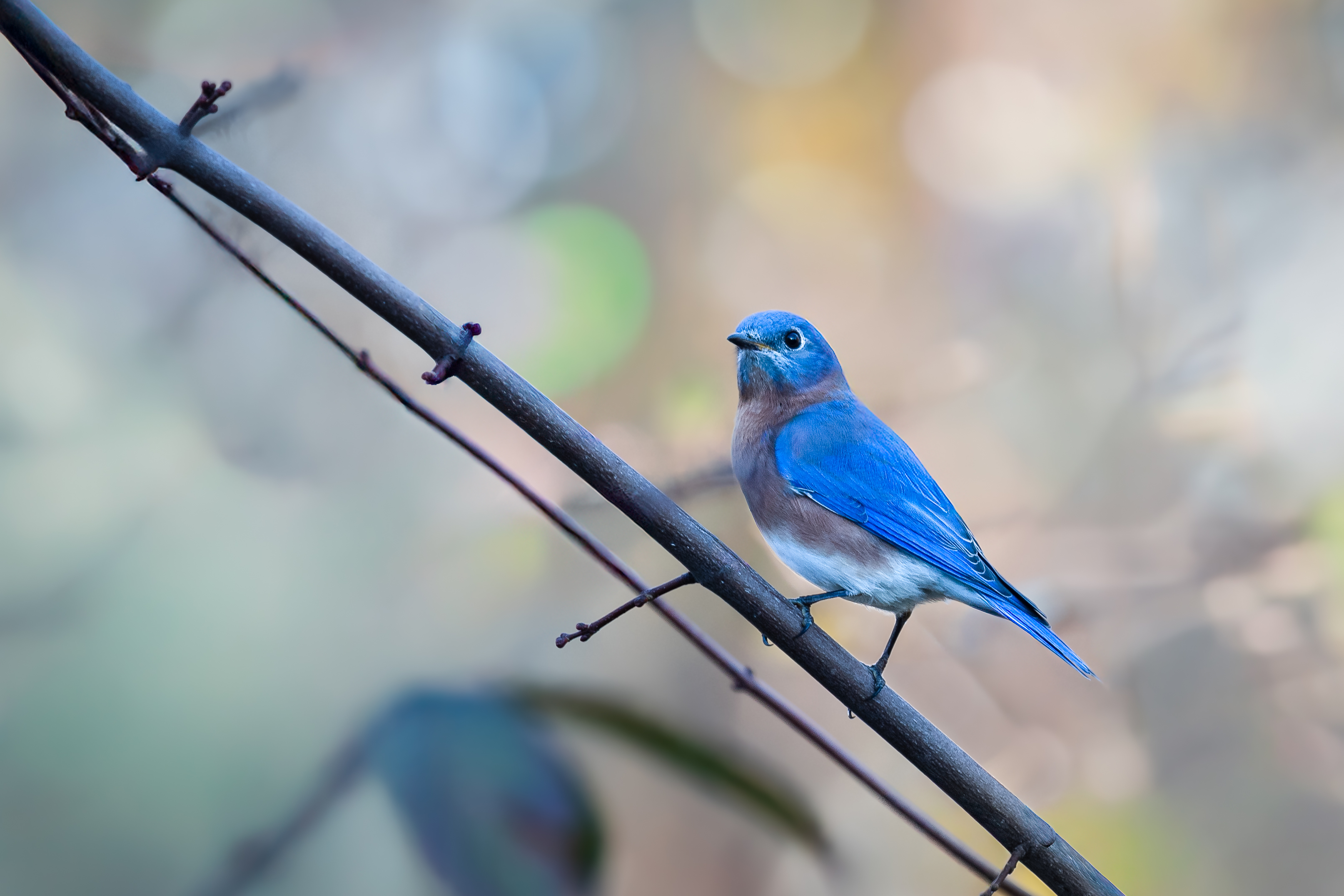 bird, bluebird, nature, perching, wild, Atul Saluja