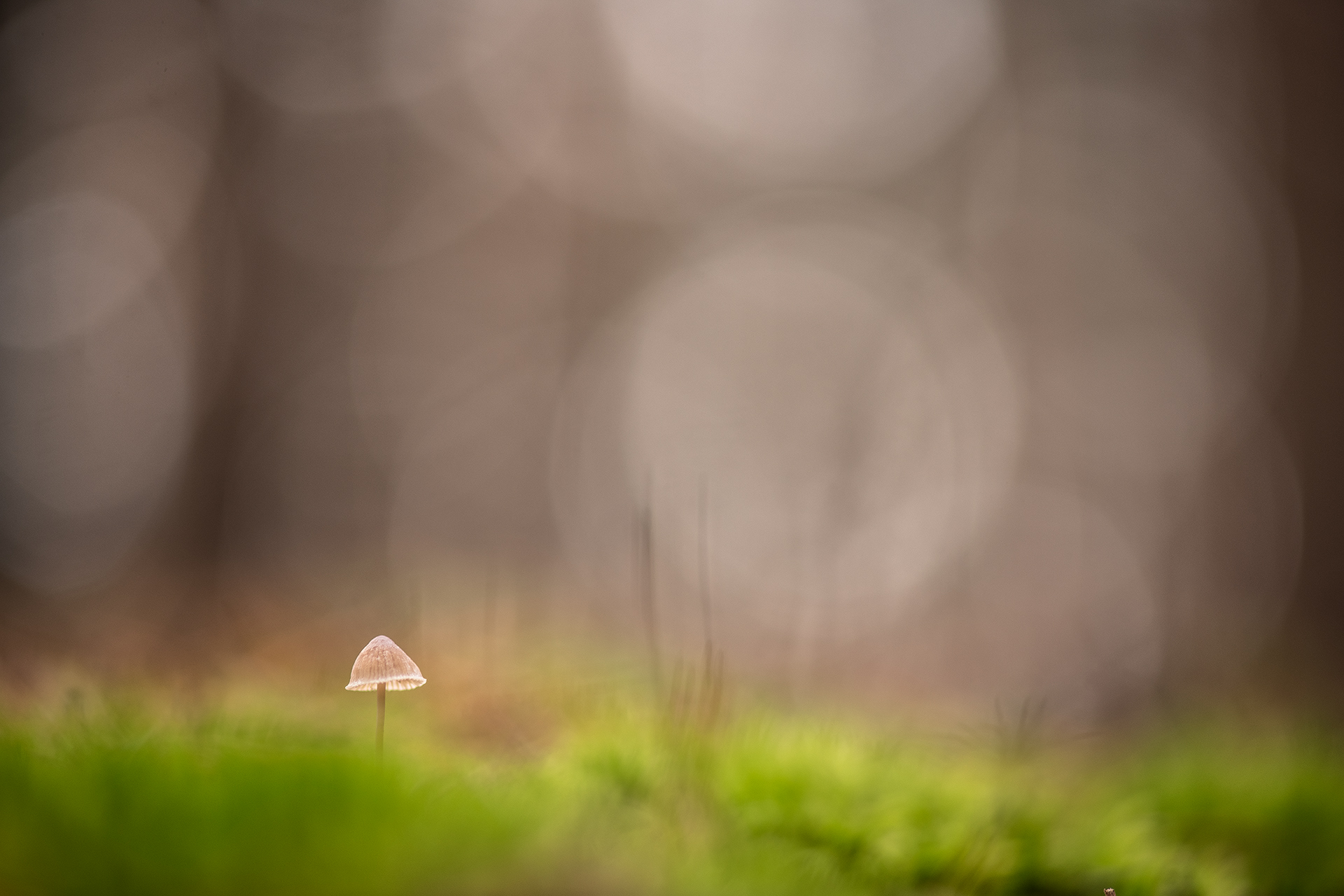 грибы, свет, россия, воронеж,  осень, nikon d850, carl zeiss makro-planar t* 100mm f/2 zf.2, Мещеряков Геннадий