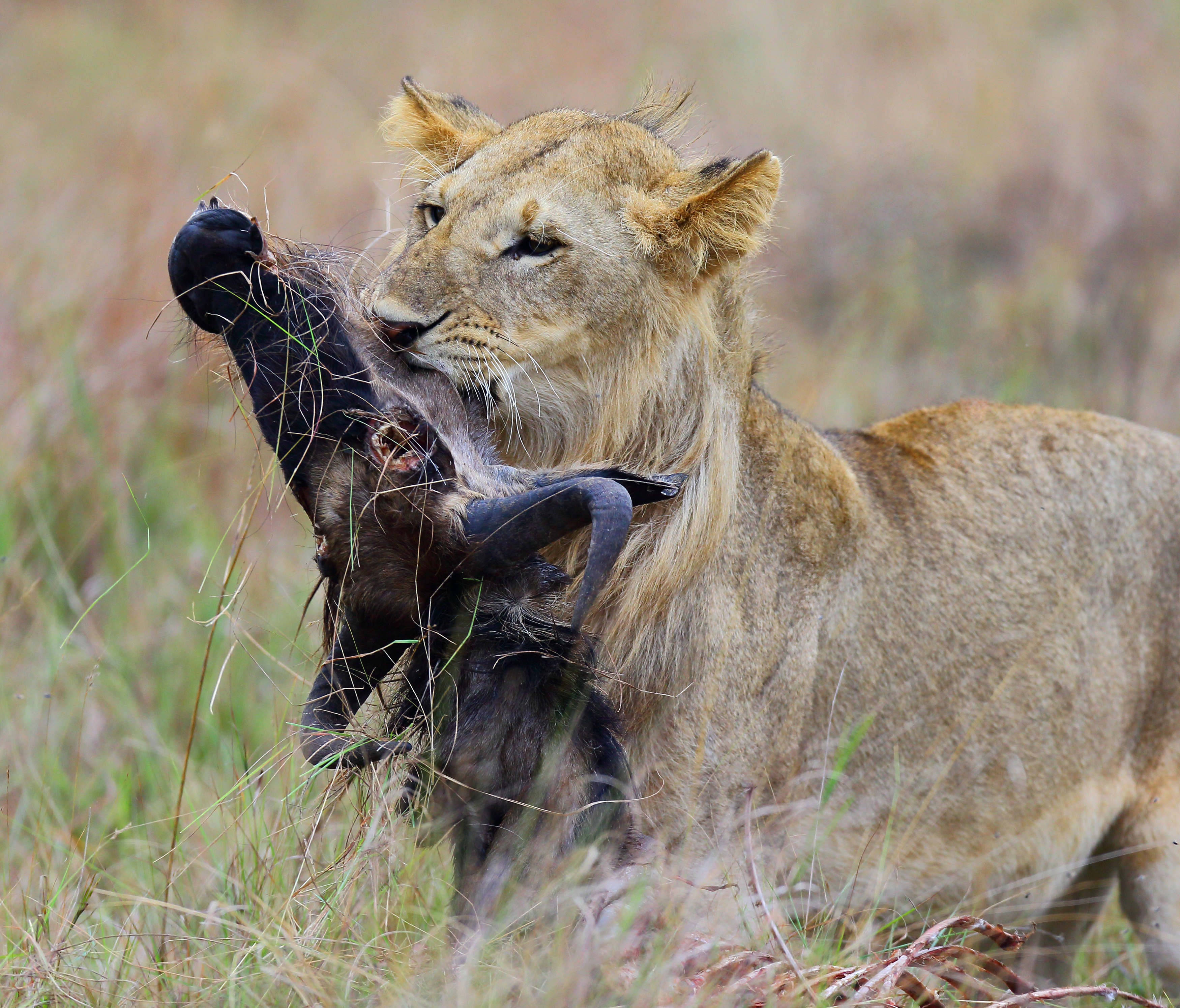 , Гудков Андрей