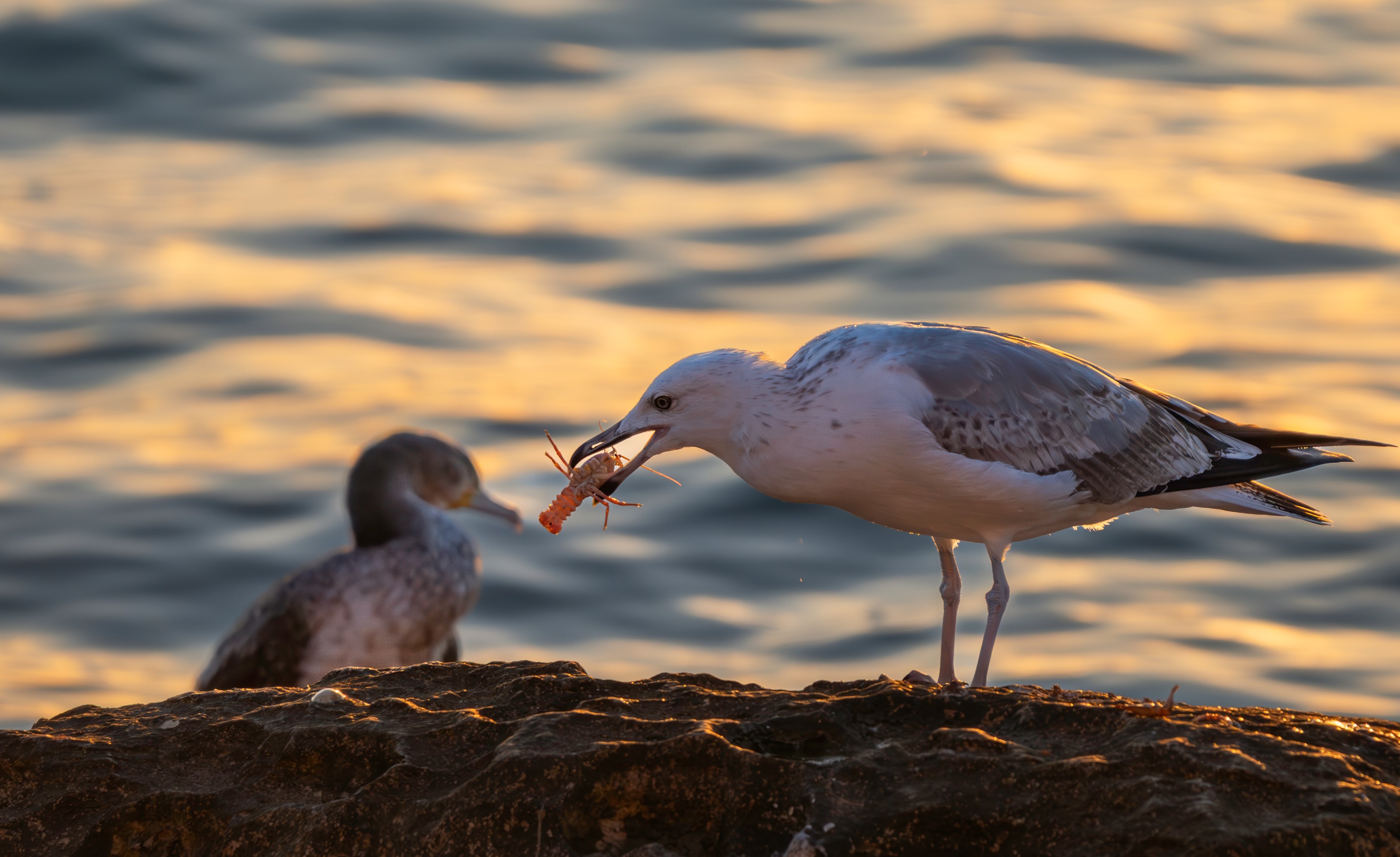 , Ширгин Сергей