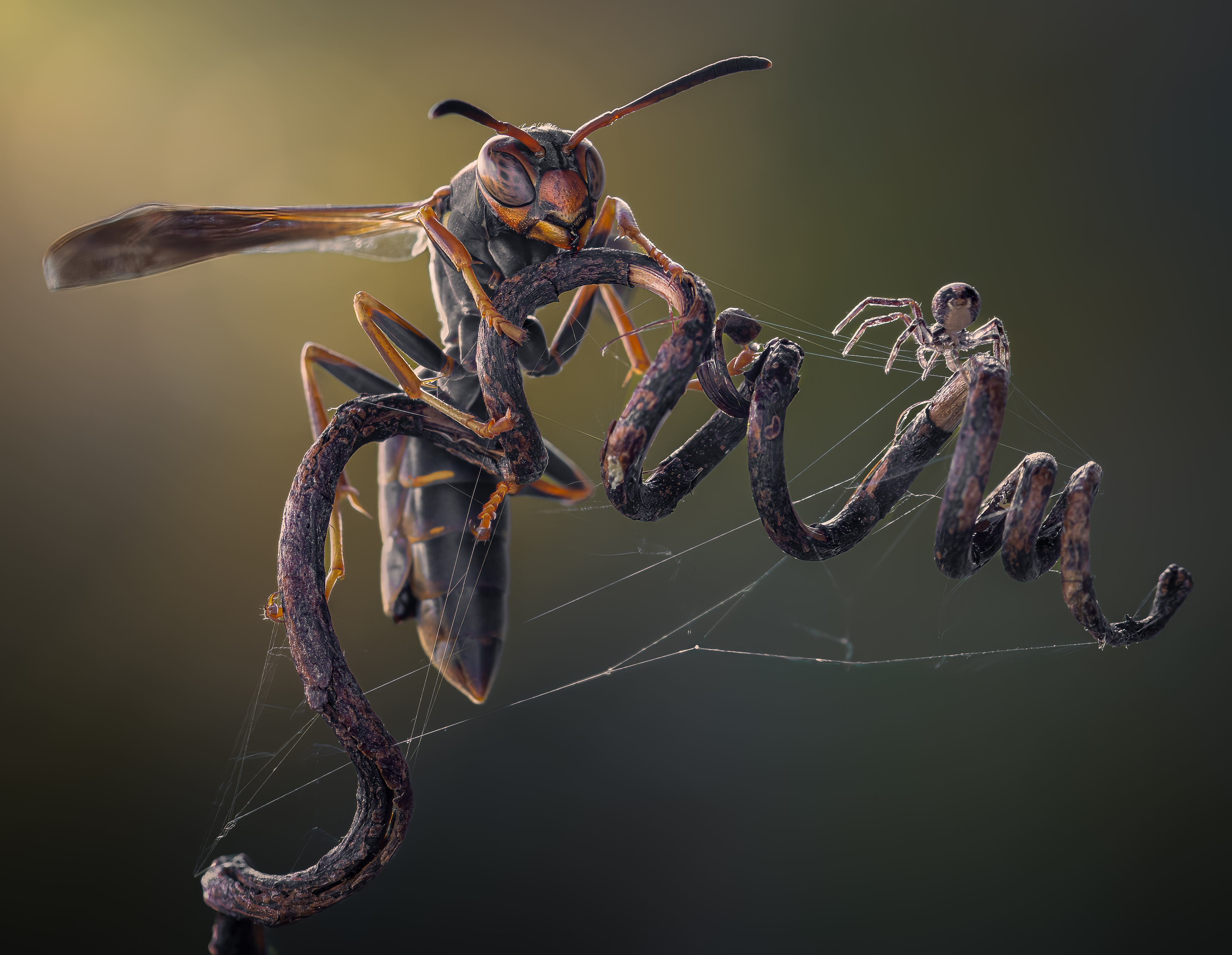 wasp, insect, macro, nature, wild, insects, bee, spider, web, wild, nature, Atul Saluja