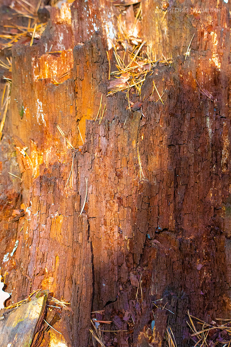 , Чудинин Дмитрий