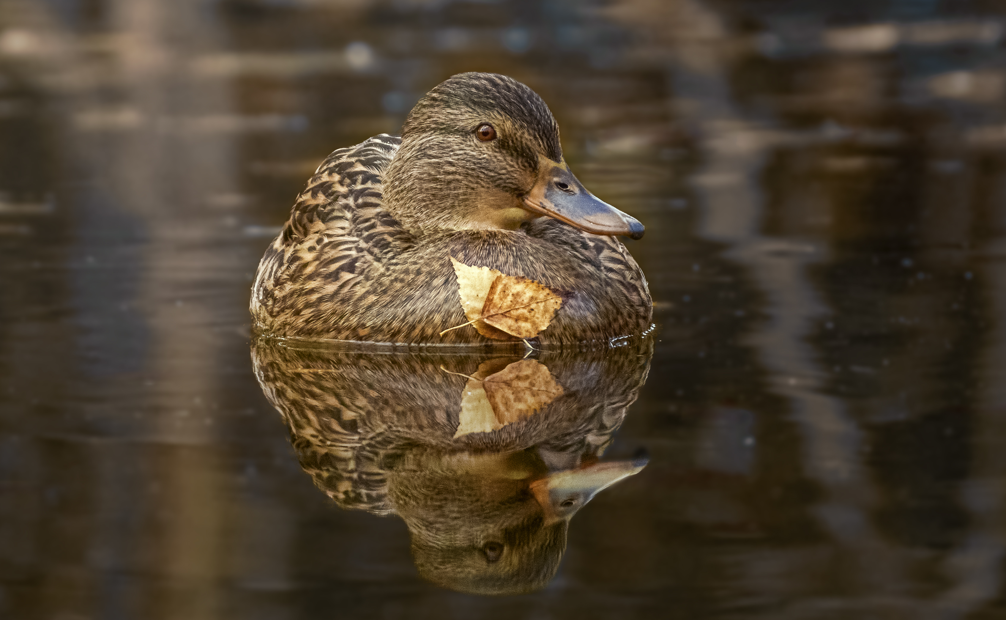 кряква, mallard, Anas platyrhynchos, утка, птица, дикая природа, water‑bird, wild bird, bird, duck, утка дикая, природа, водоем, озеро, река, wetlands, close‑up bird, bird photography, wildlife photography, Полина Шальнева