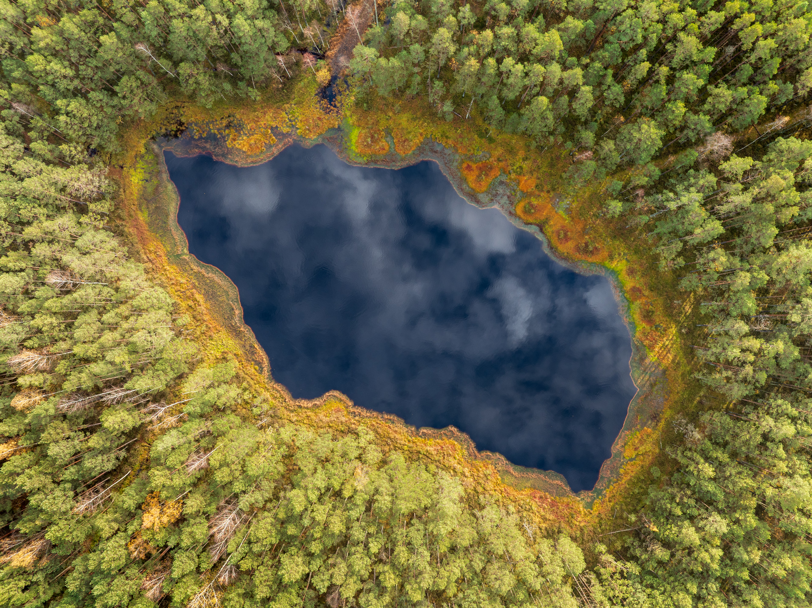 , Гордон Николай