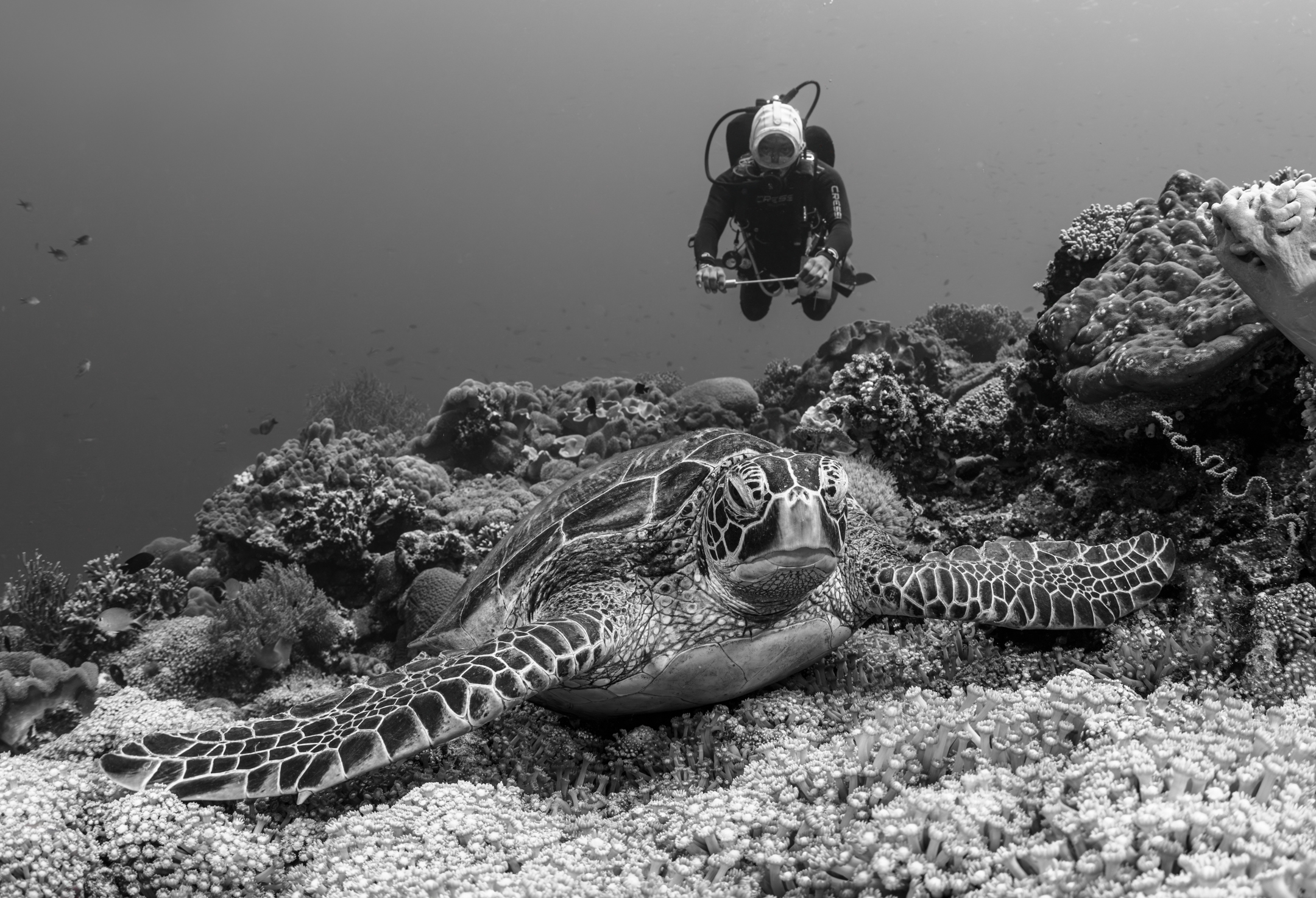 , Савин Андрей