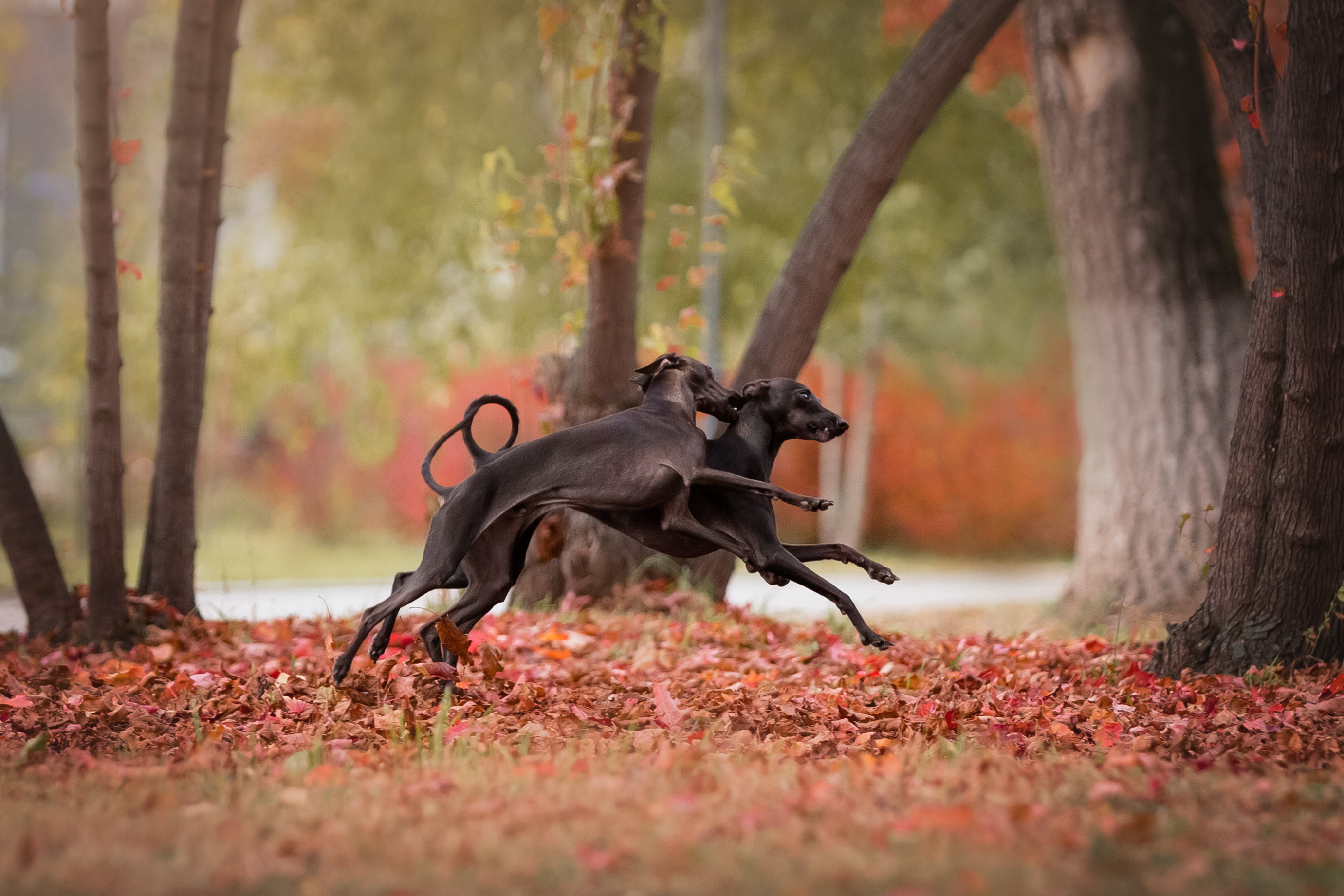 Осень, Собаки, Левретки, Борзые, Наталья Степанова