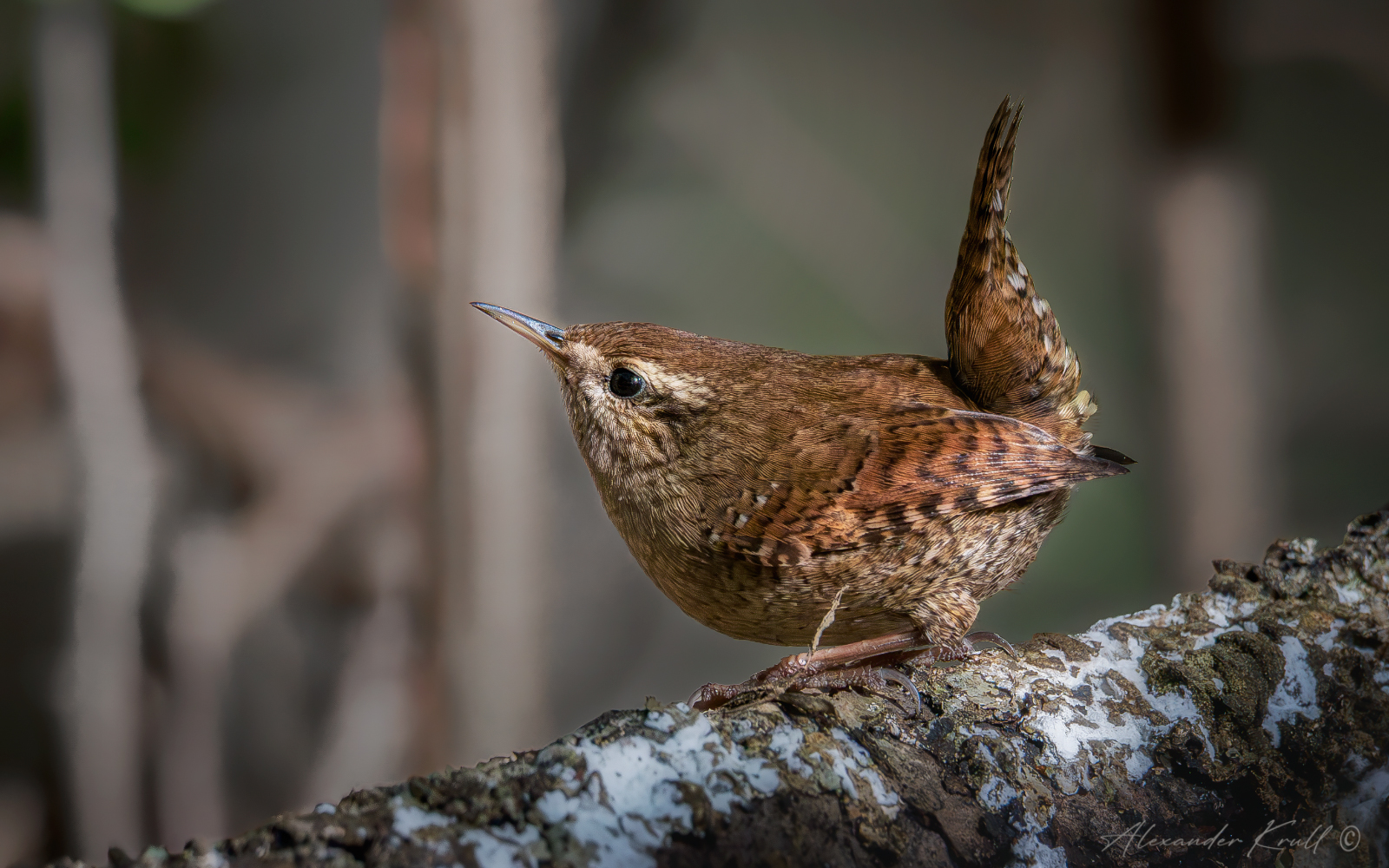 крапивник, подкоренник, орешек, задерихвост, troglodytes troglodytes, Круль Александр