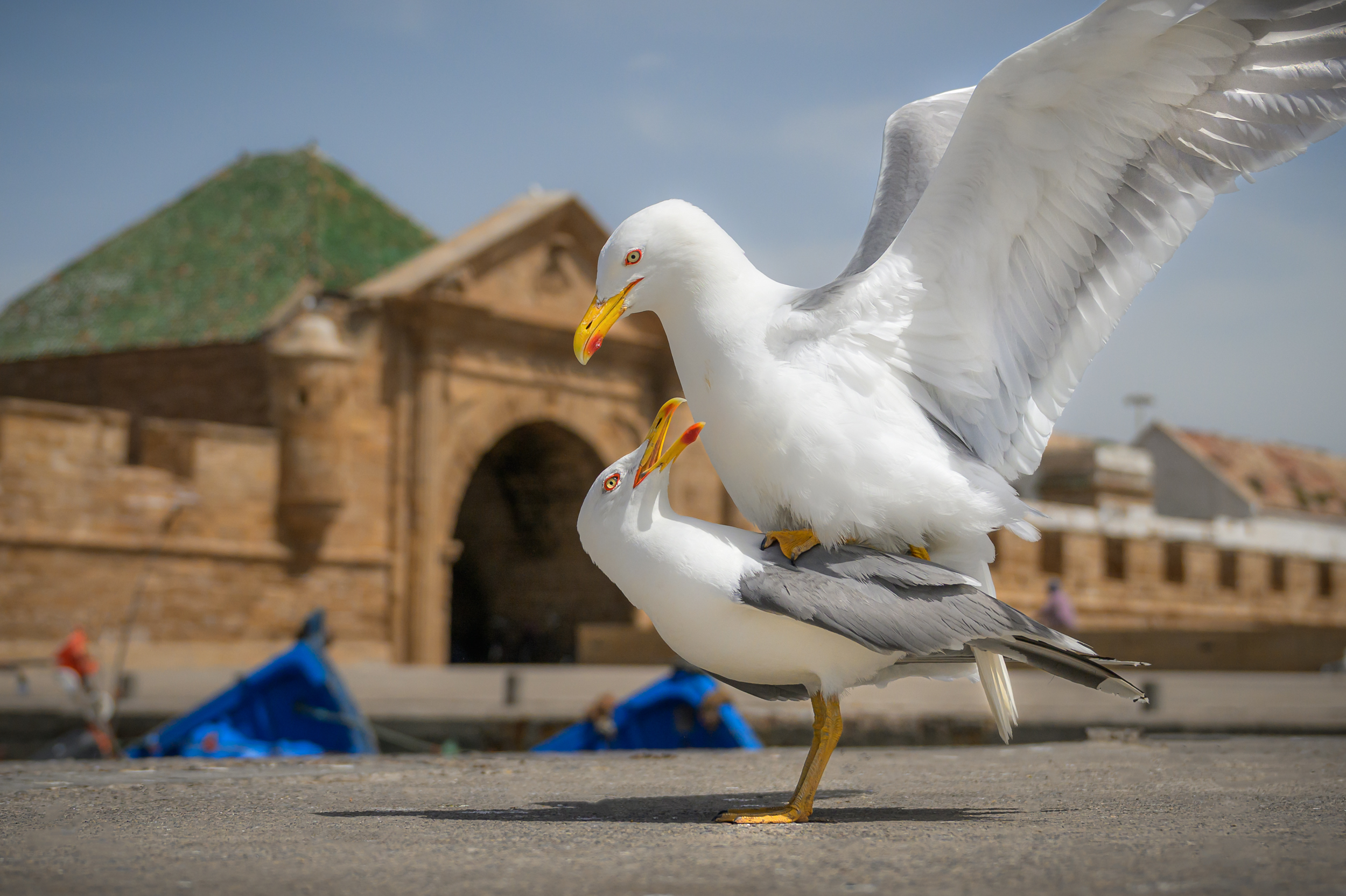 марокко, чайки, порт, maroc, marocco, street, city, blue, blue city, cat, etnic, africa, крепость, птицы, Kaznov Stanislav