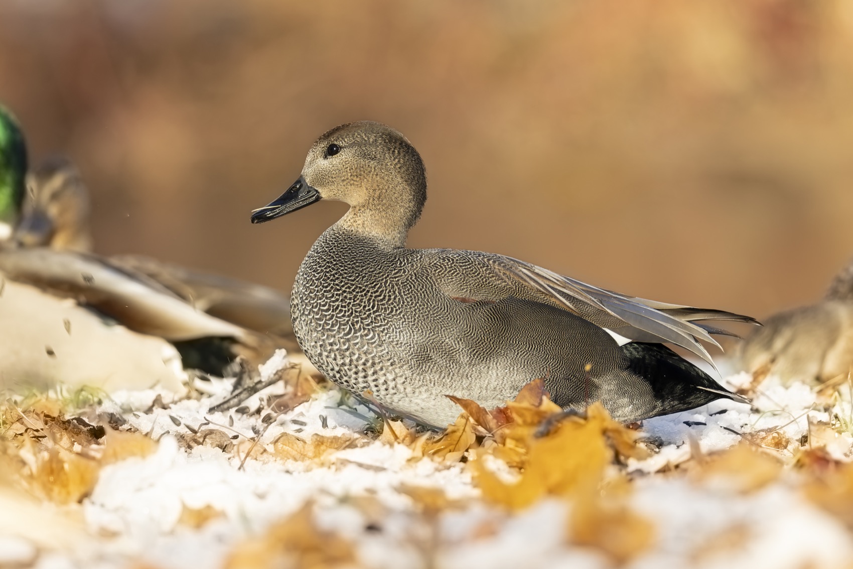 серая утка, утка, птицы, красная книга, Ruslan Pl