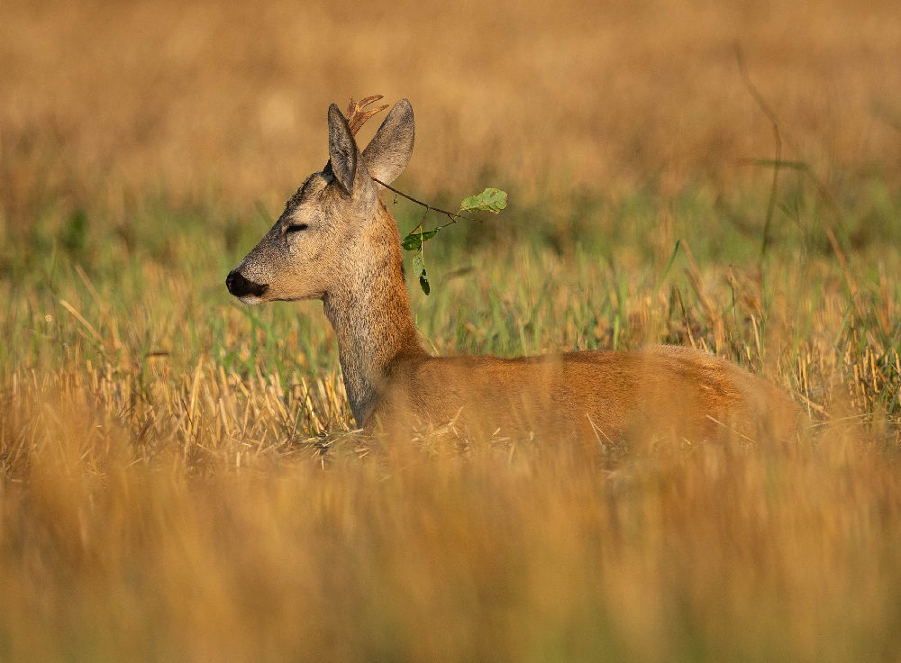 косуля, дикие животные,, Vladimir Pakalevich